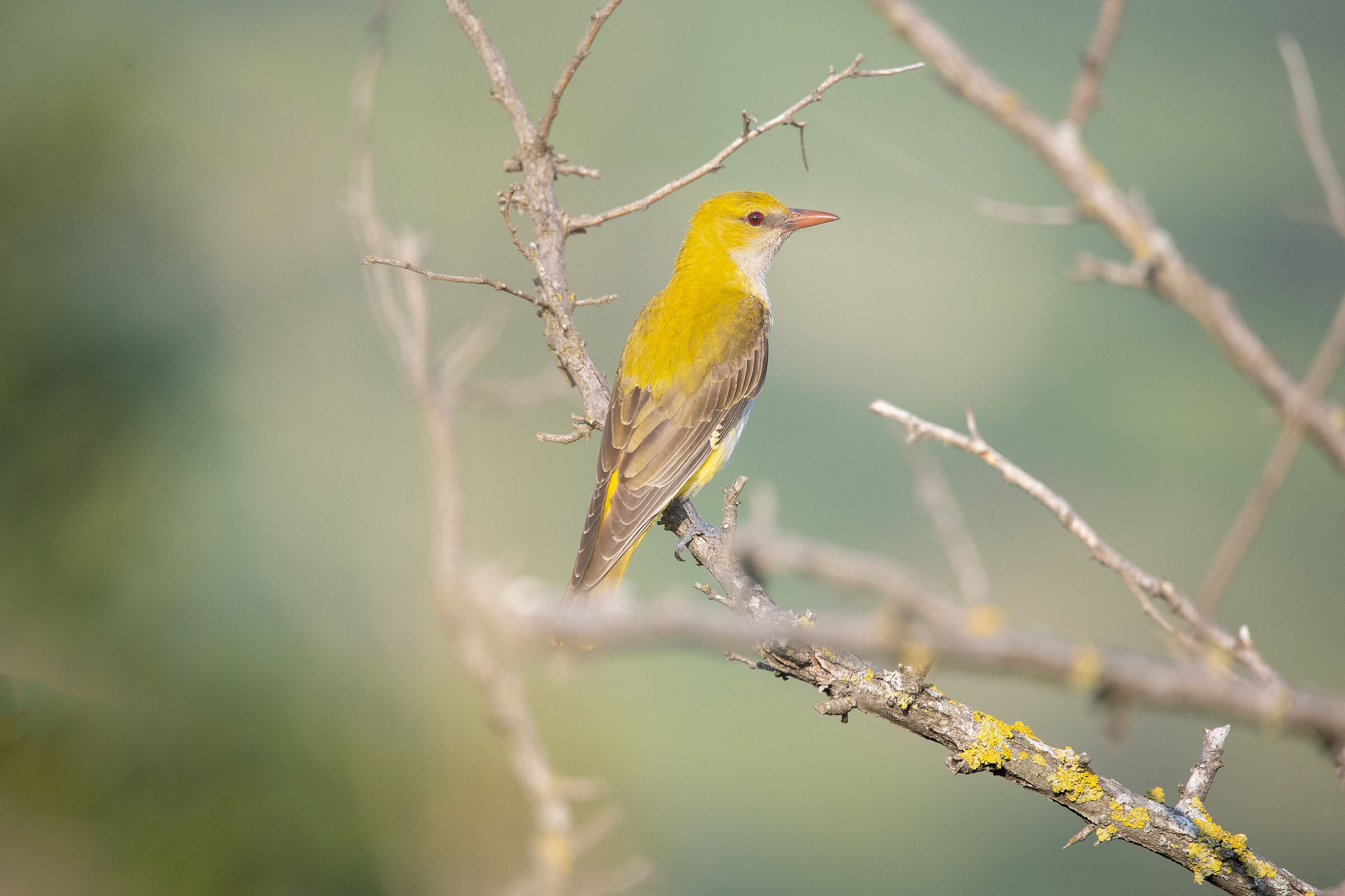 Rigogolo - Oriolus oriolus