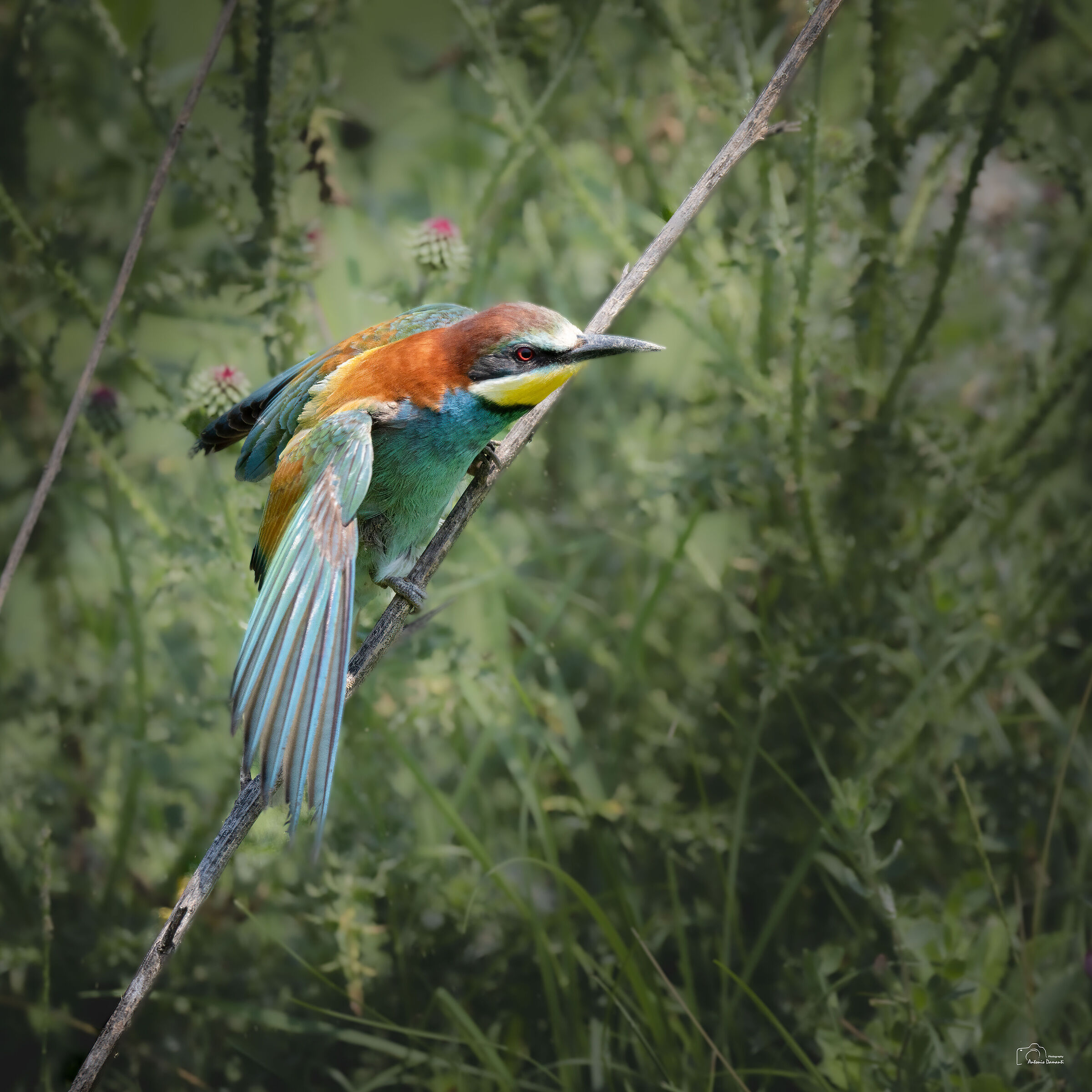 Bee-eater