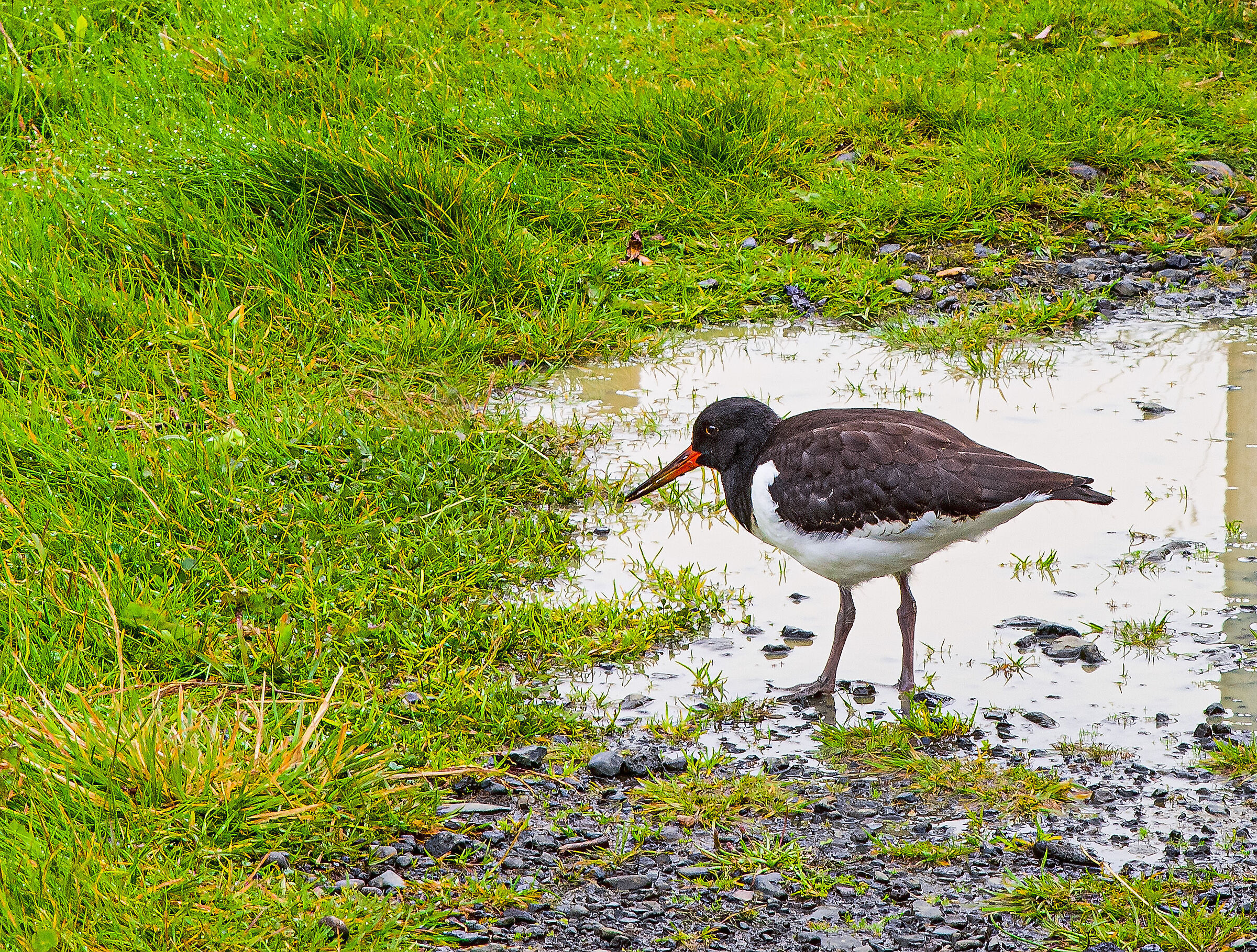 Haematopus ostralegus