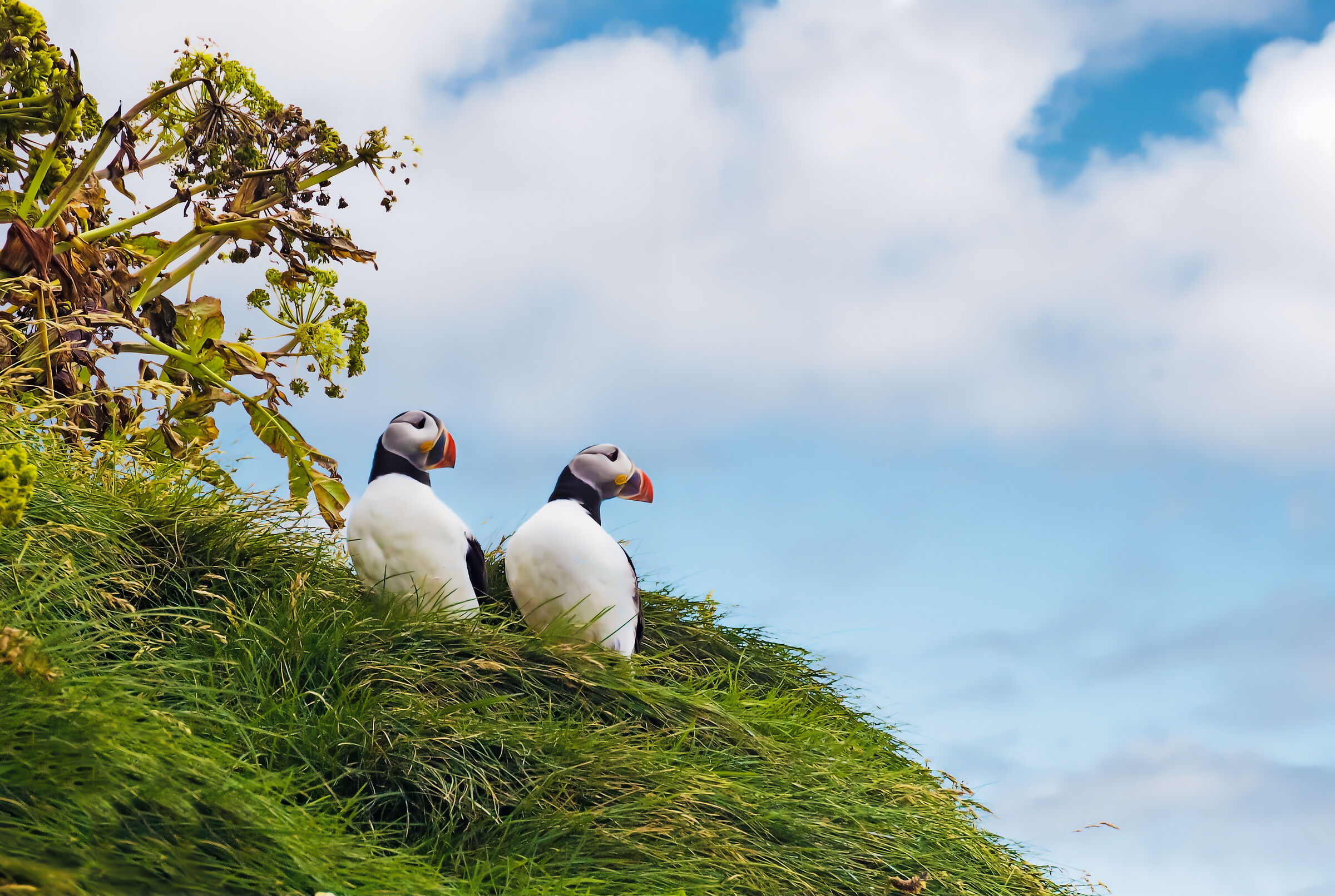Fratercula arctica