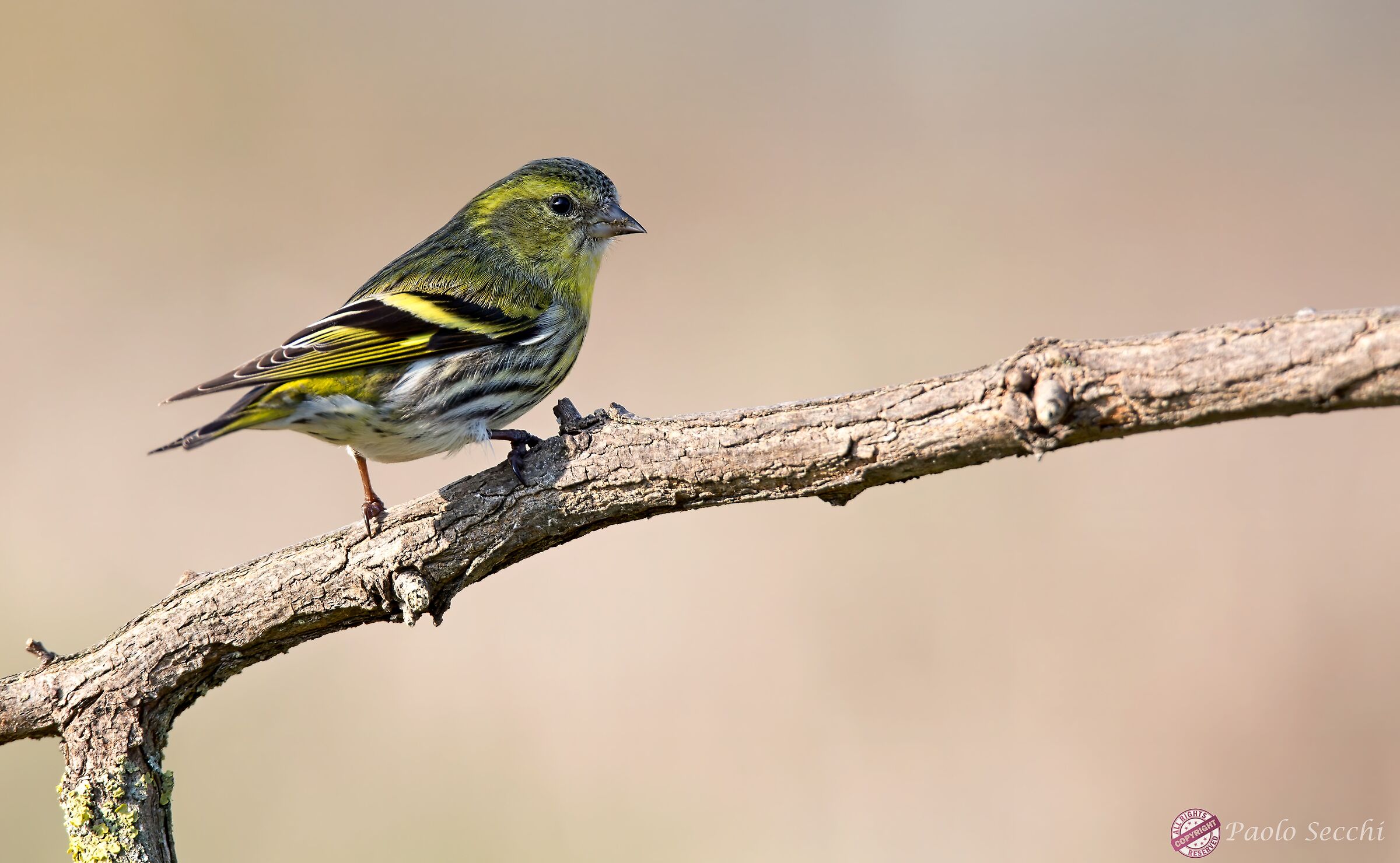 The stop of the lucherino