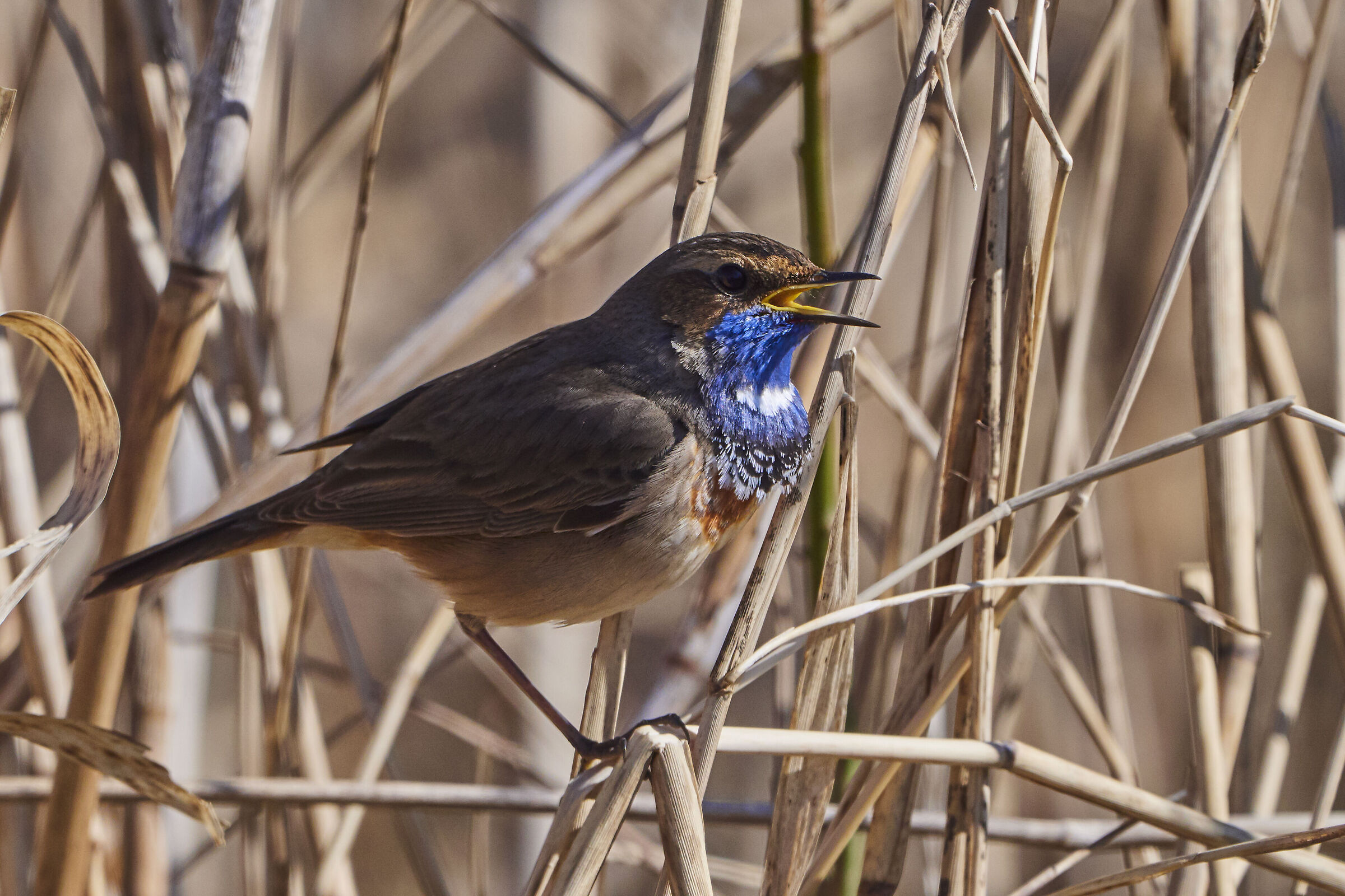Bluetroat ( Cyanosylvia svecica )
