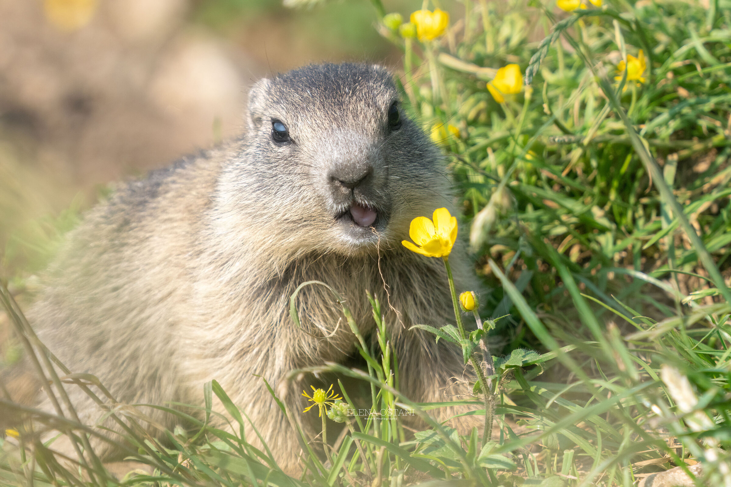 baby marmot chewing a flower