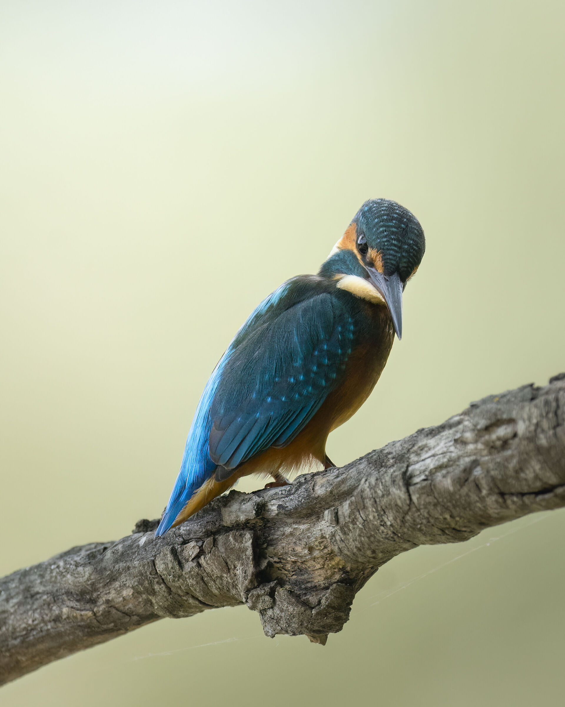 Kingfisher