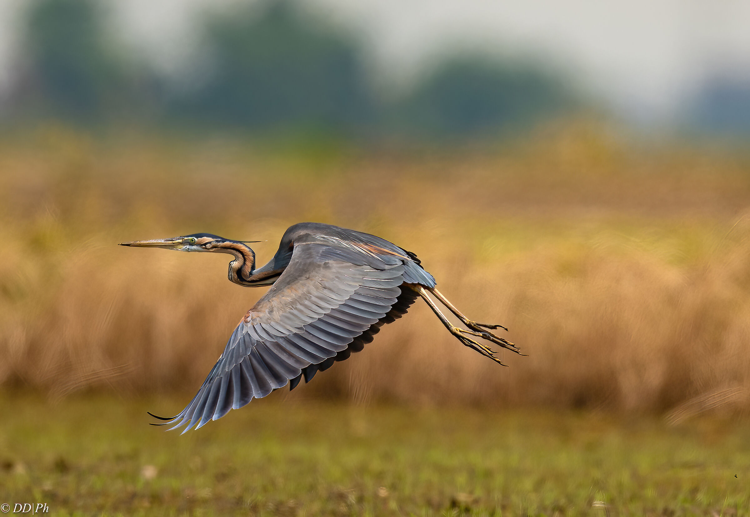 Purple heron