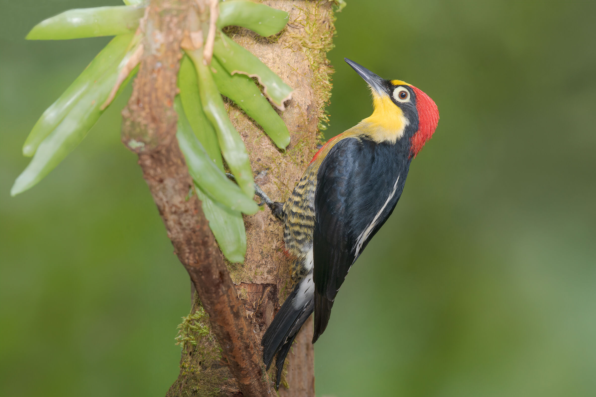 Yellow-fronted woodpecker