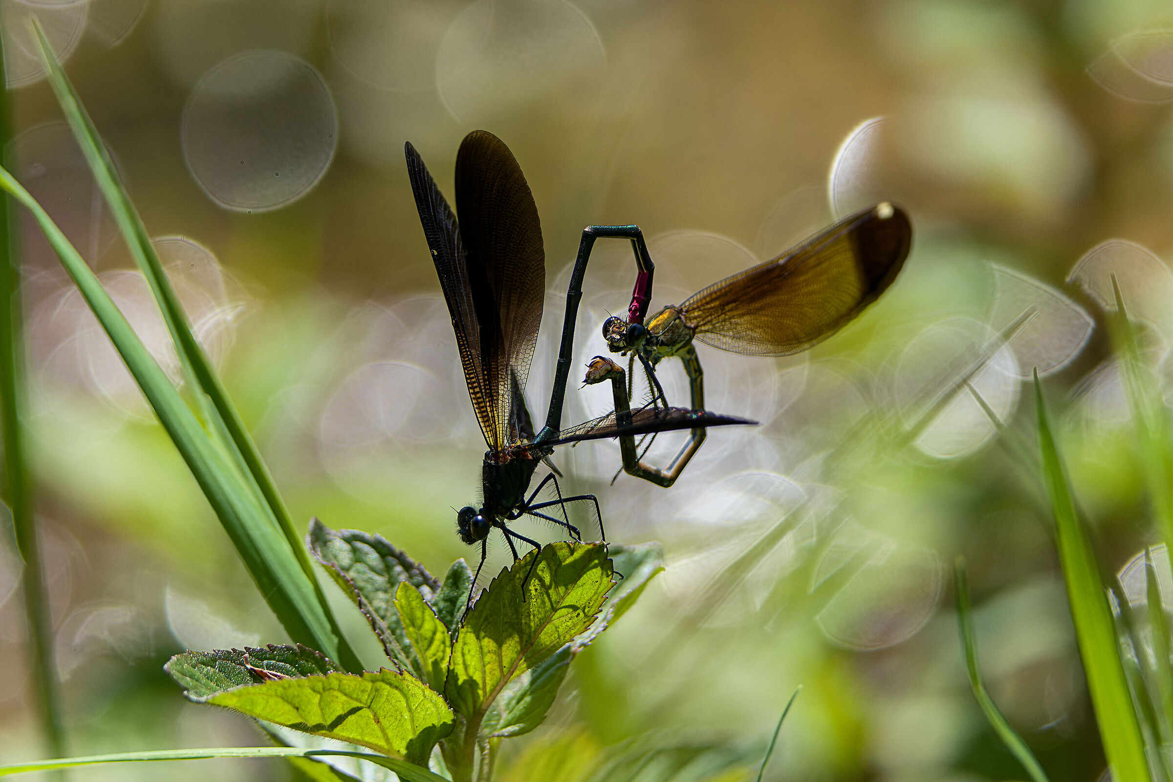 Calopteryx haemorroidalis - Mating 2