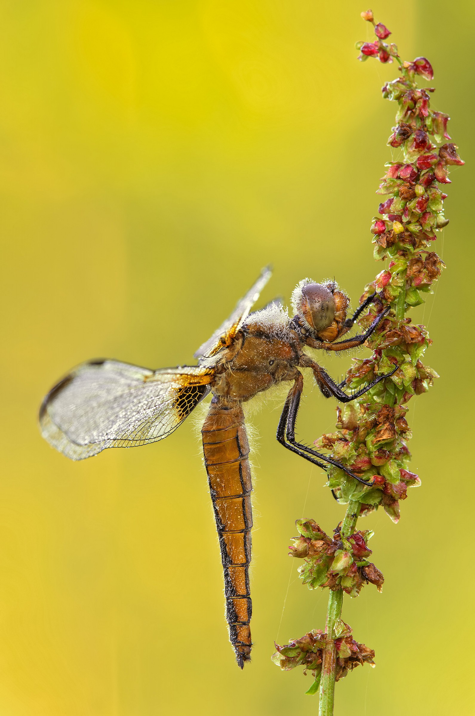 Dragonfly Fulva