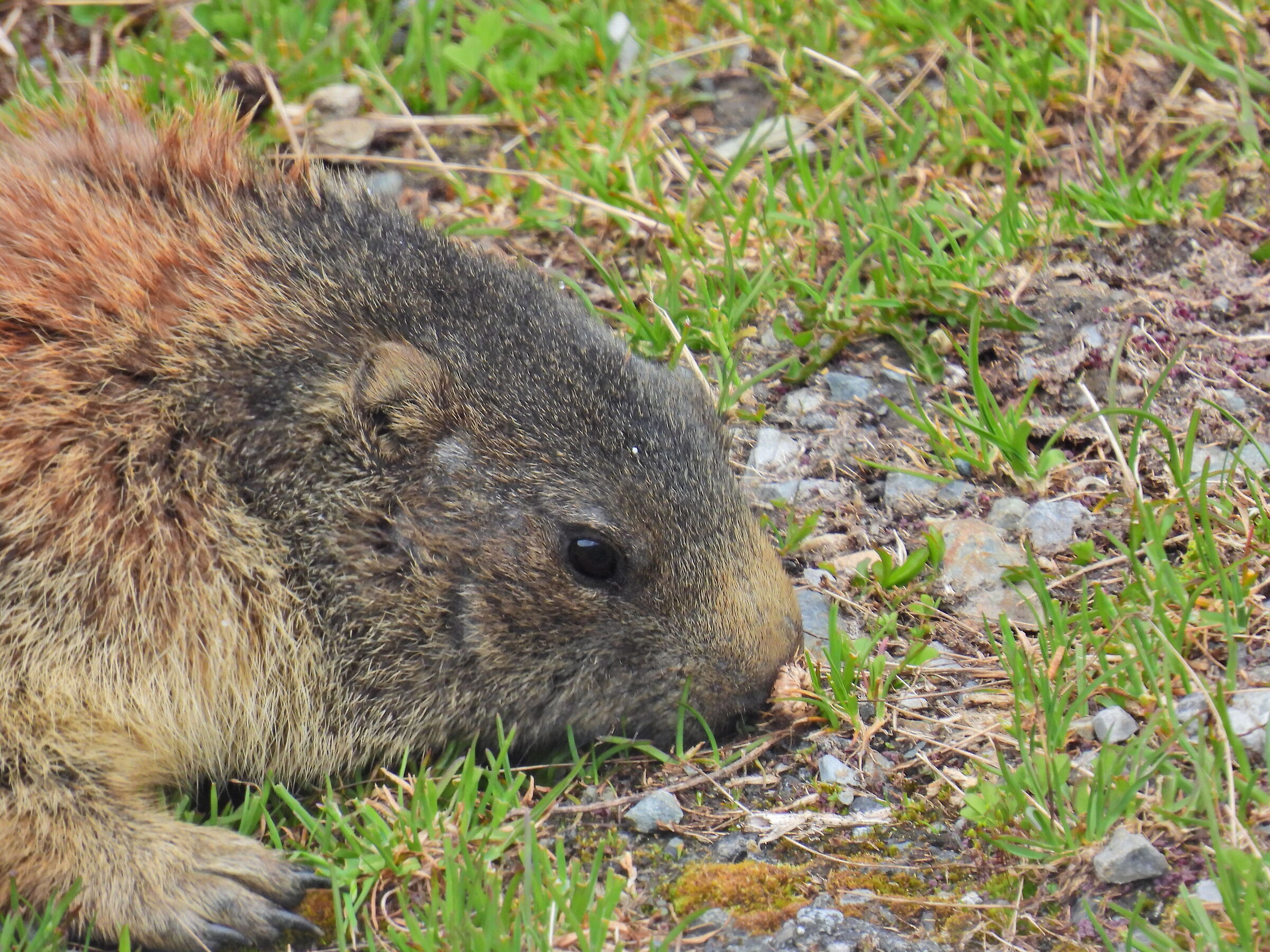 Marmotta sullo Stelvio