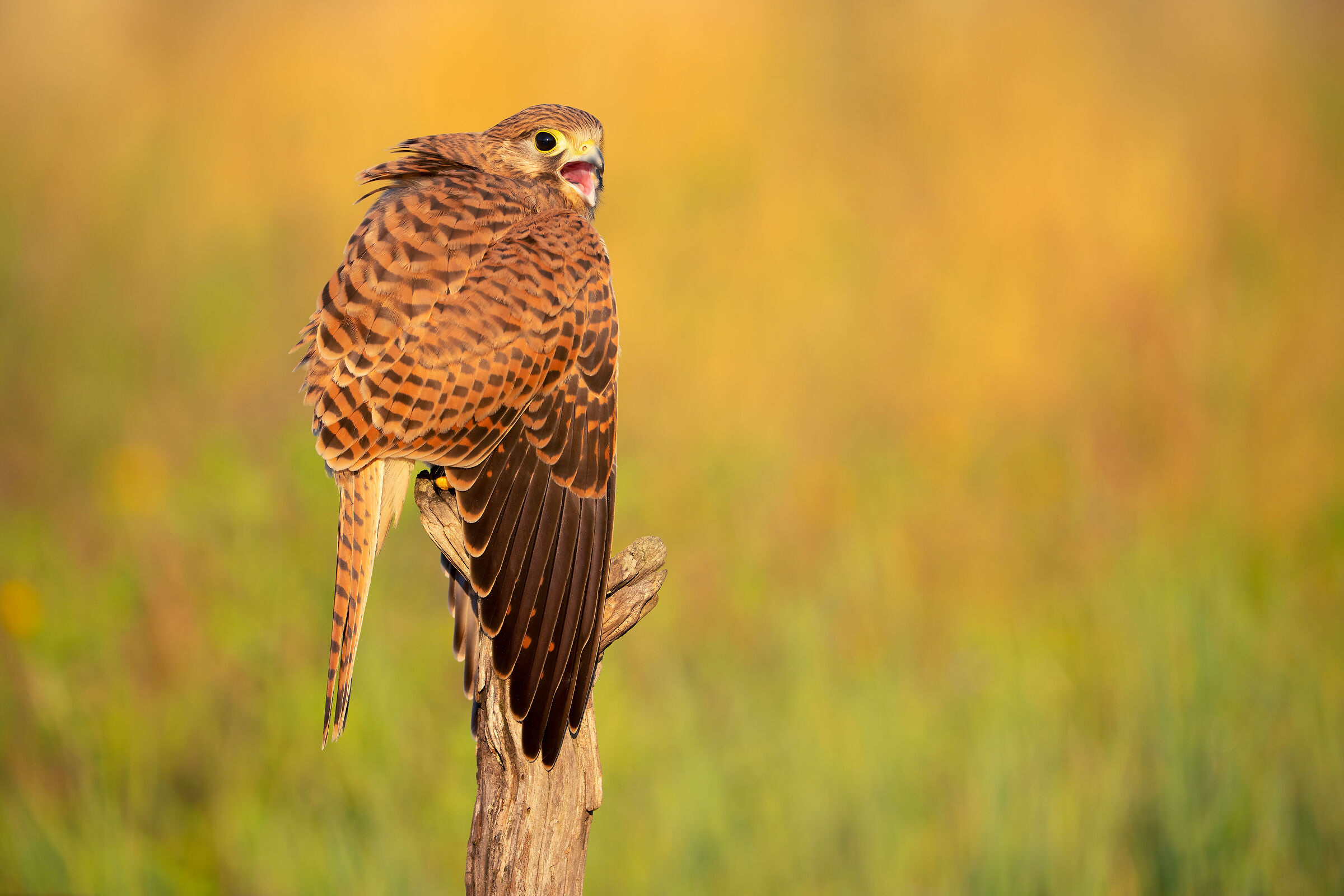 young kestrel