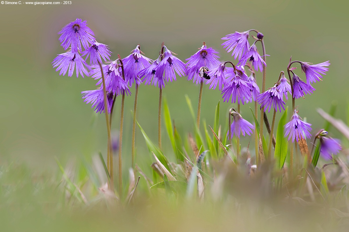 Alpine soldanella
