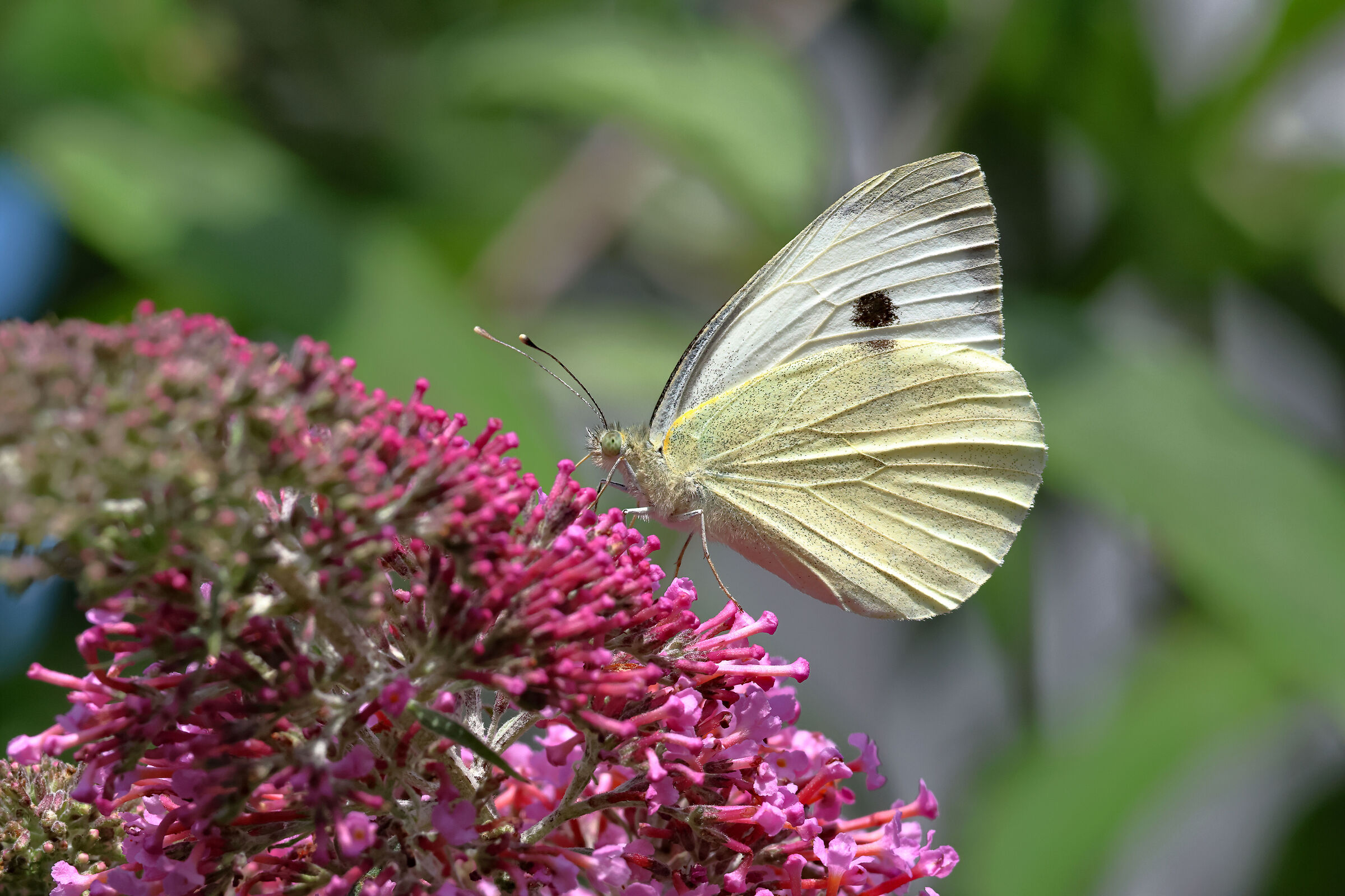 "Cabbage" on Buddleja