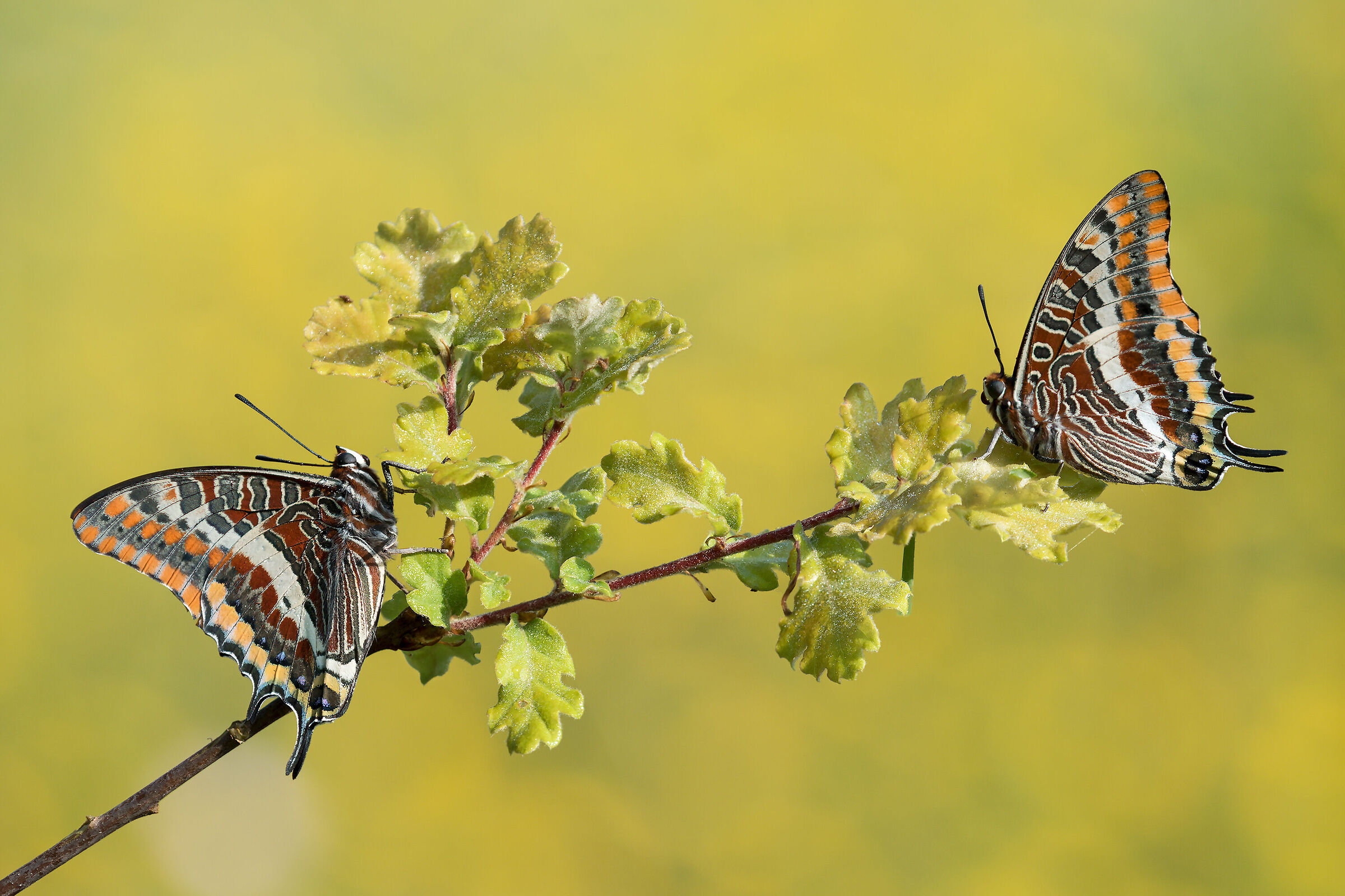 Charaxes jasius