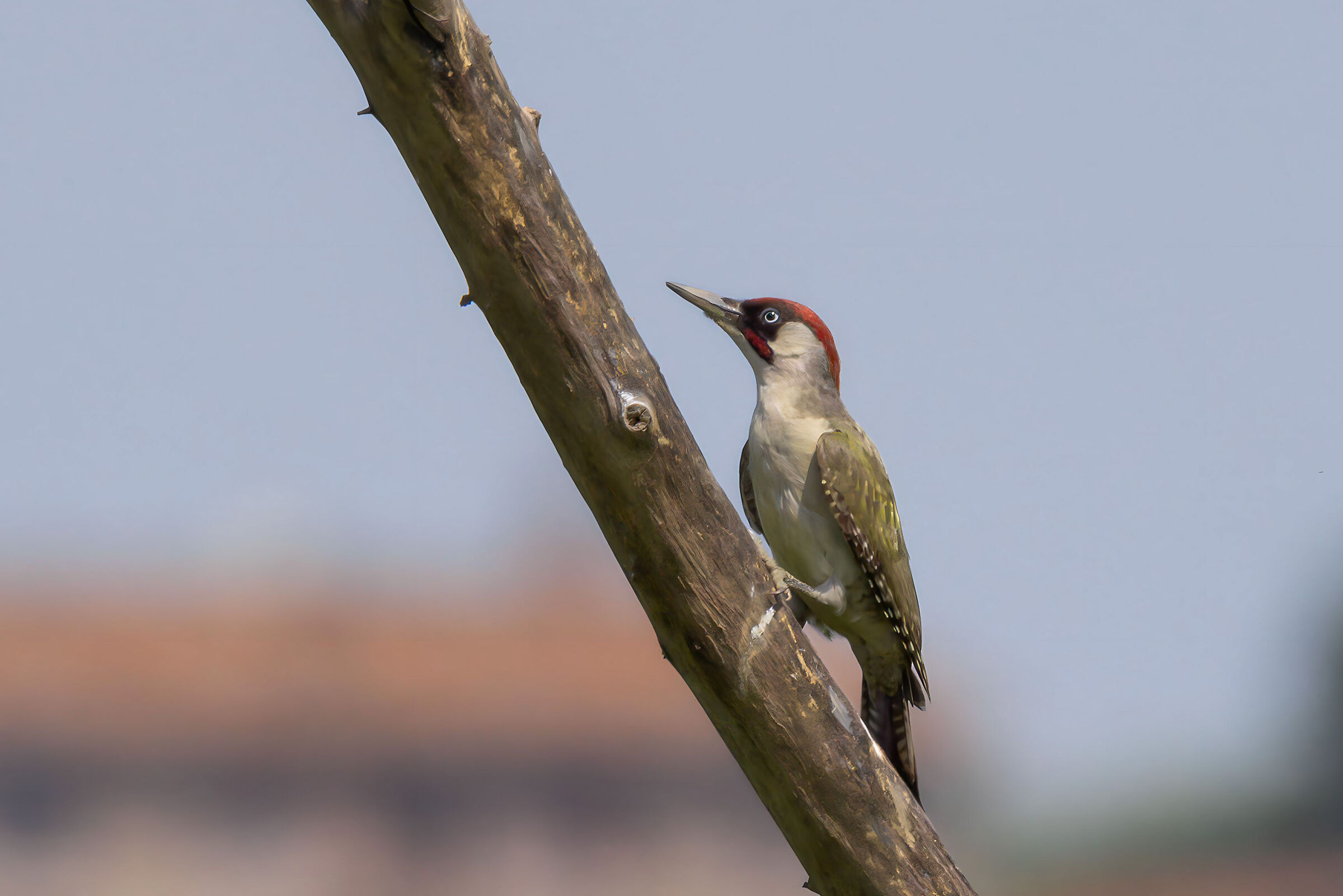 Green woodpecker Umbria