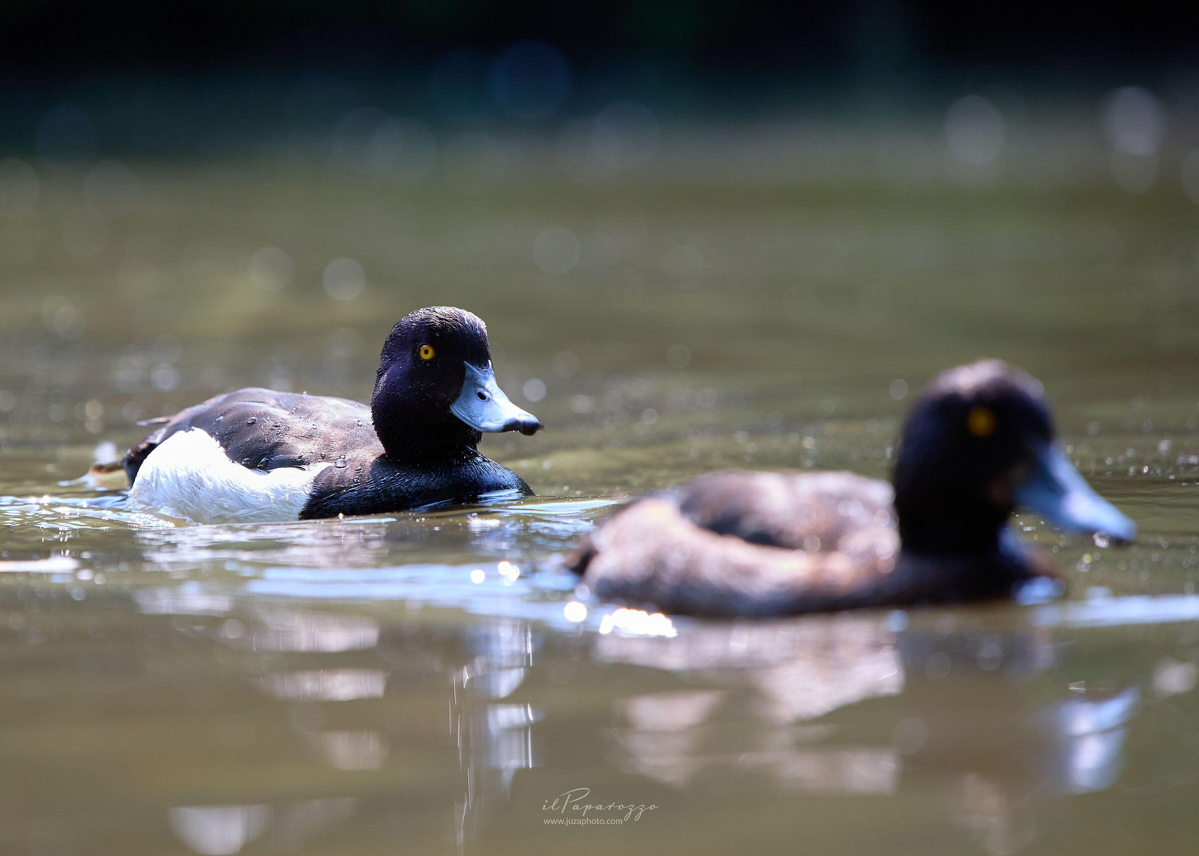 Moretta maschio e femmina
