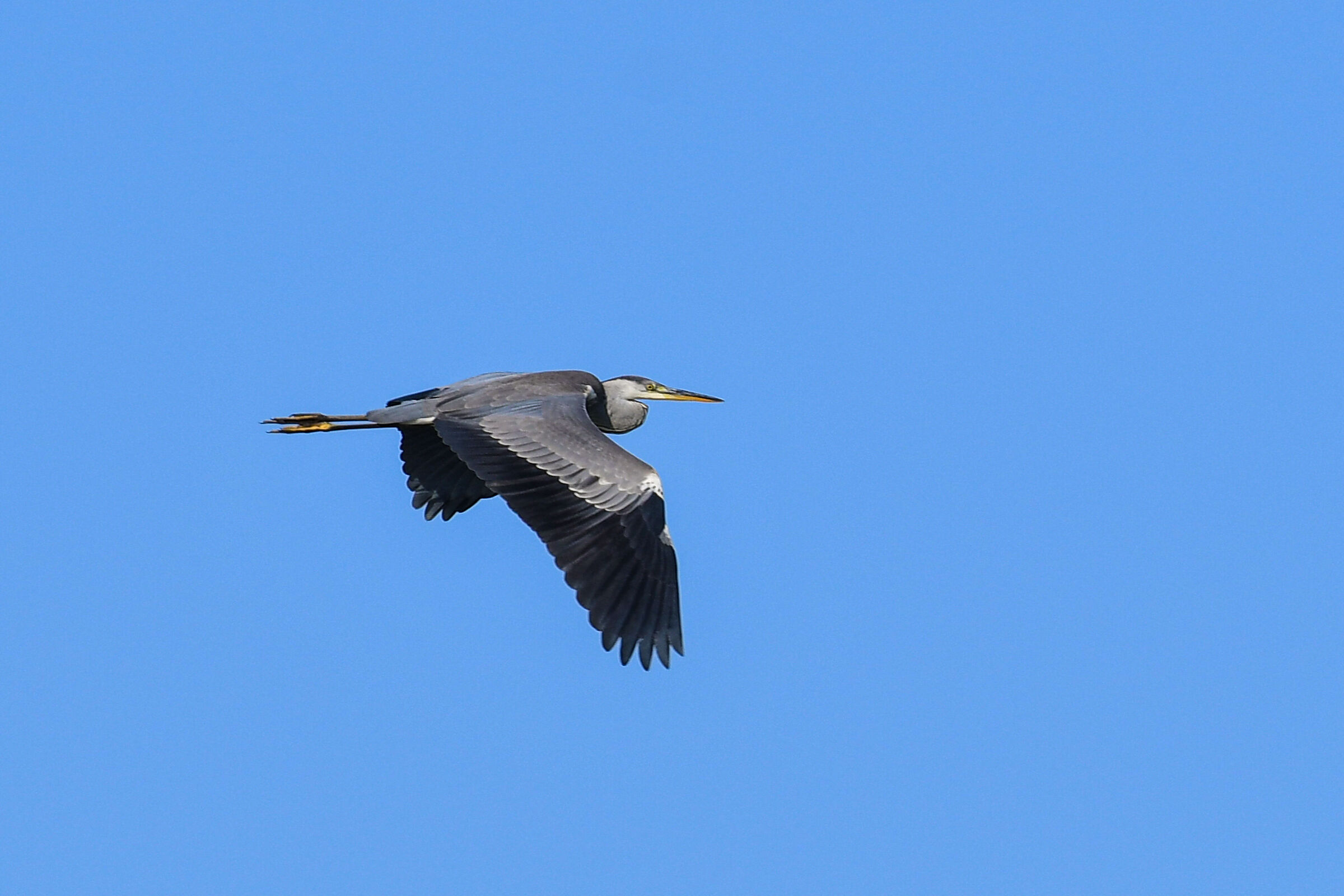 First shots of photographic bird hunting.