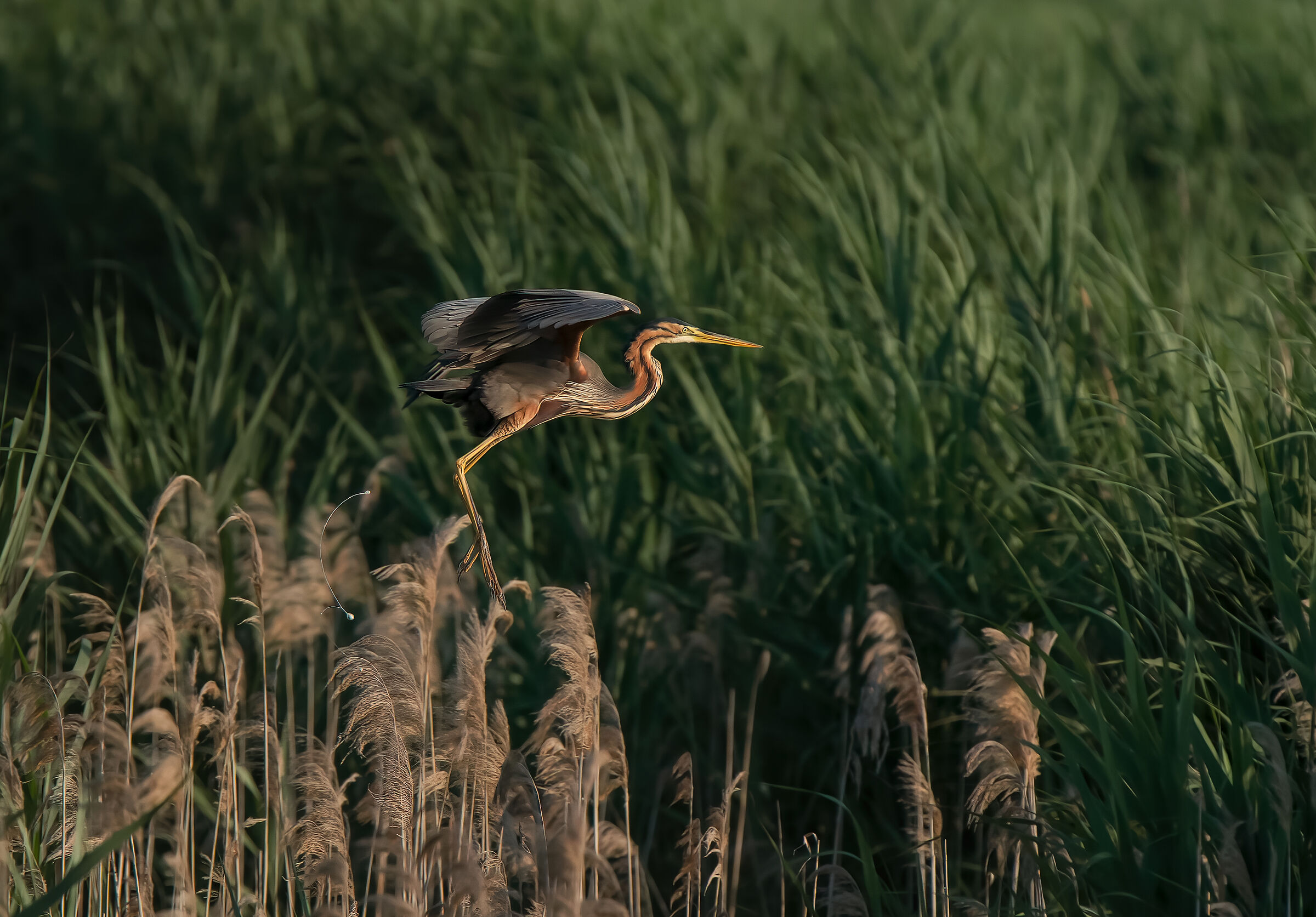 #wildlife #aironerosso #birds #heron