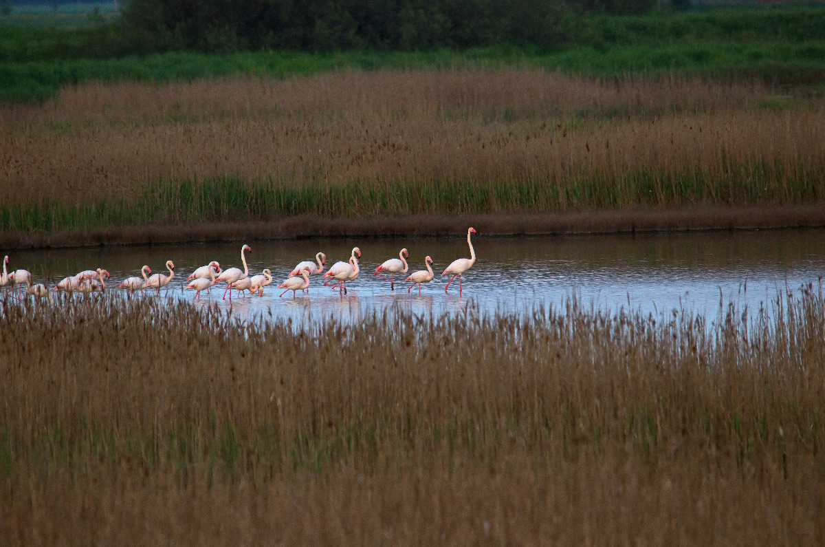 flamingos Comacchio