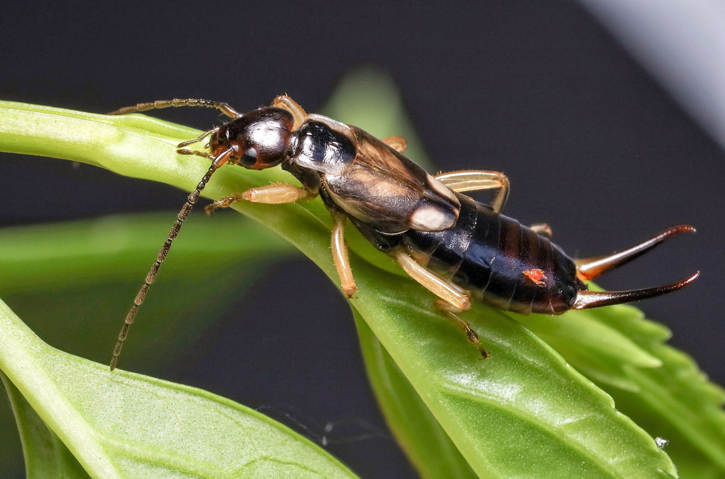 Forficula auricularia with host