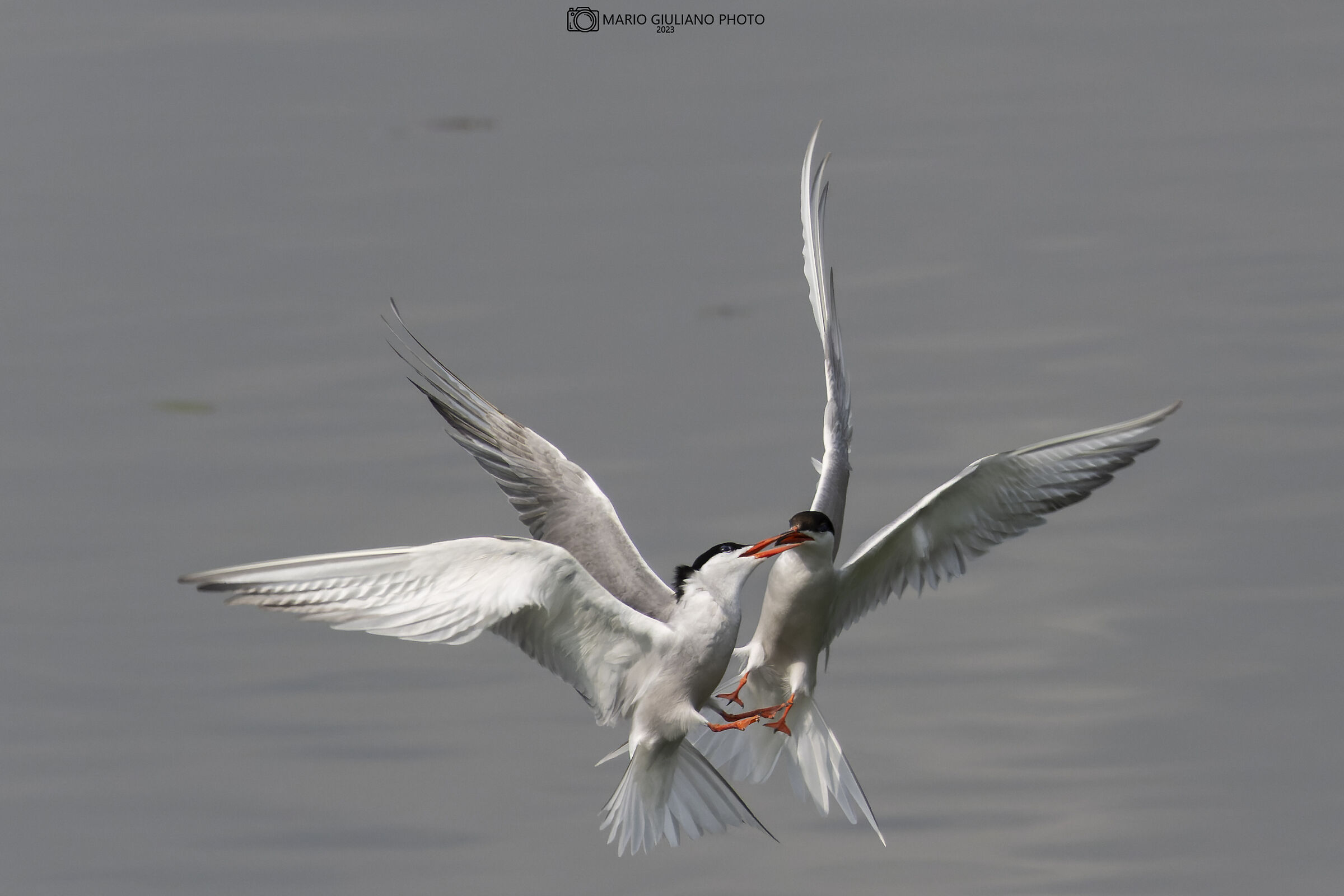Quarrel between terns