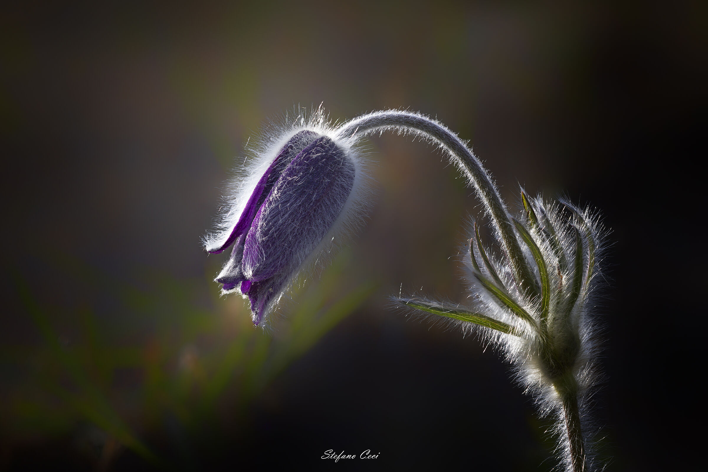 Pulsatilla montana