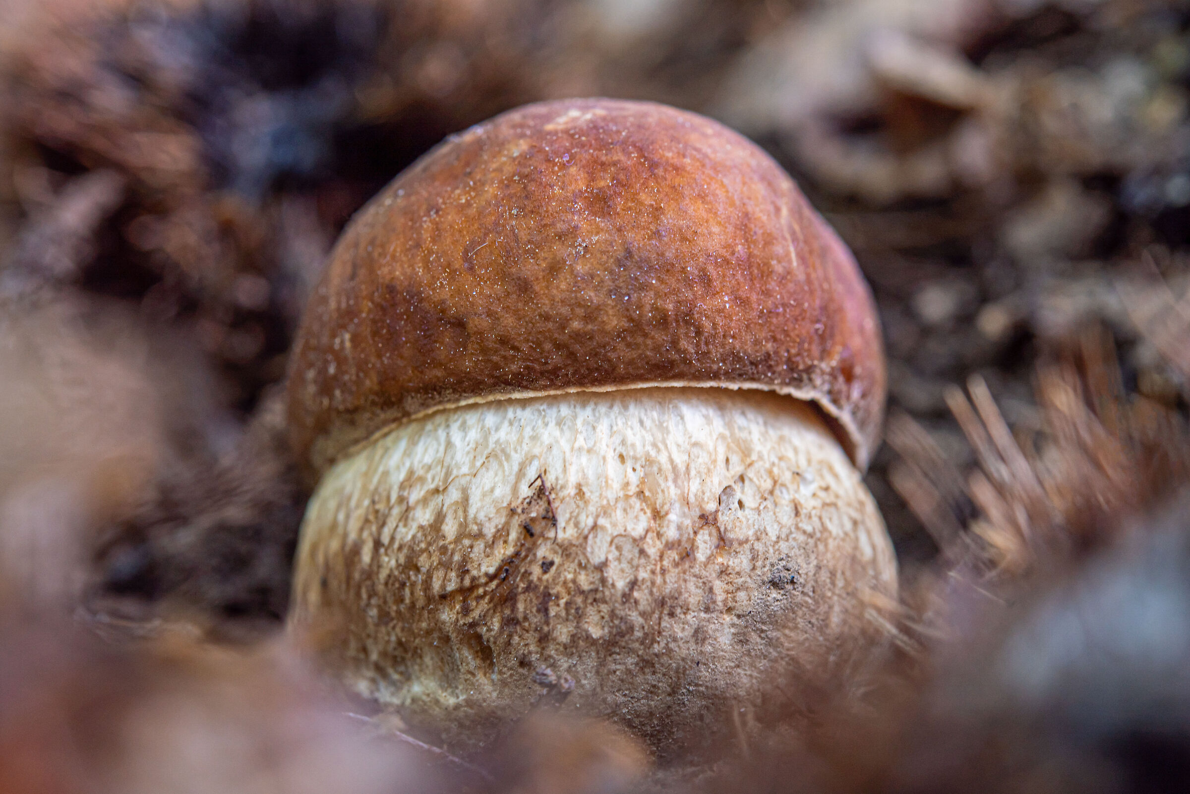 The Boletus pinophilus or the red Porcini