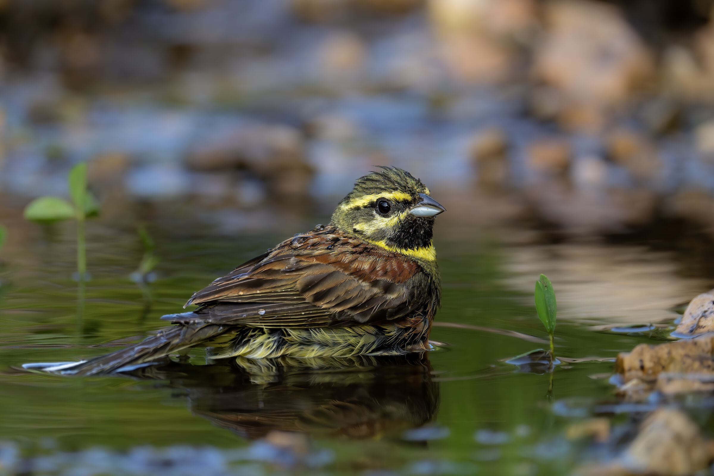 Cirl bunting