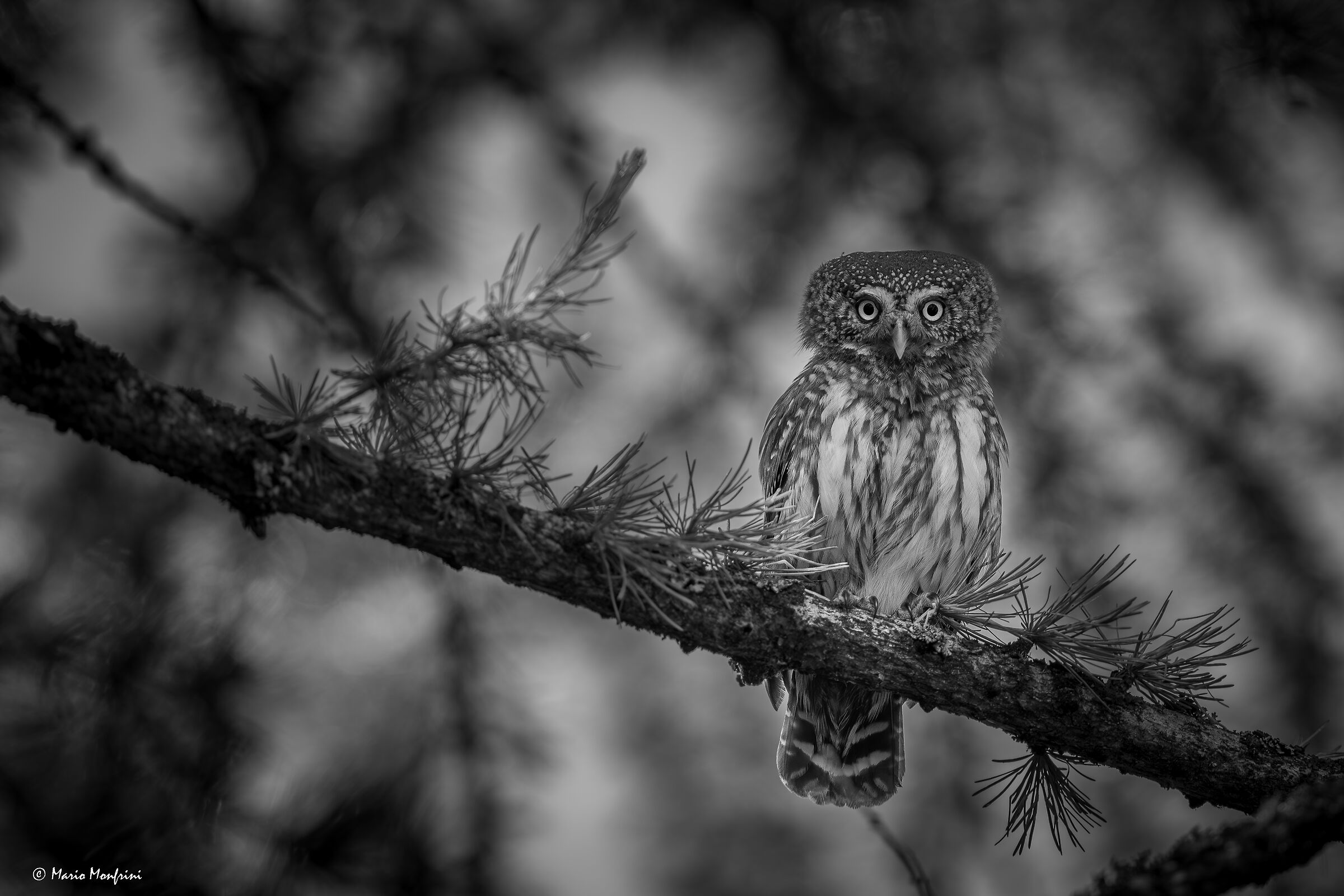 The eyes of the forest!