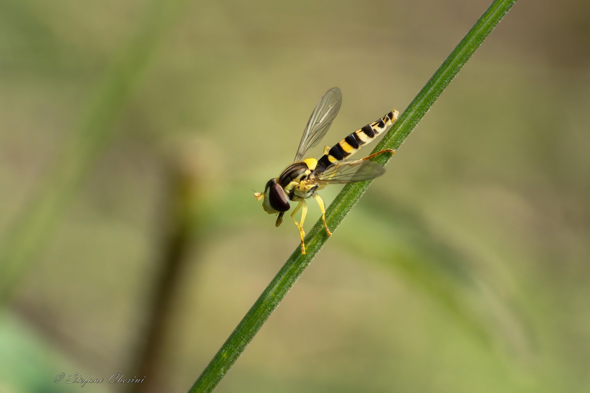 Sphaerophoria scripta (Dos del Paion)