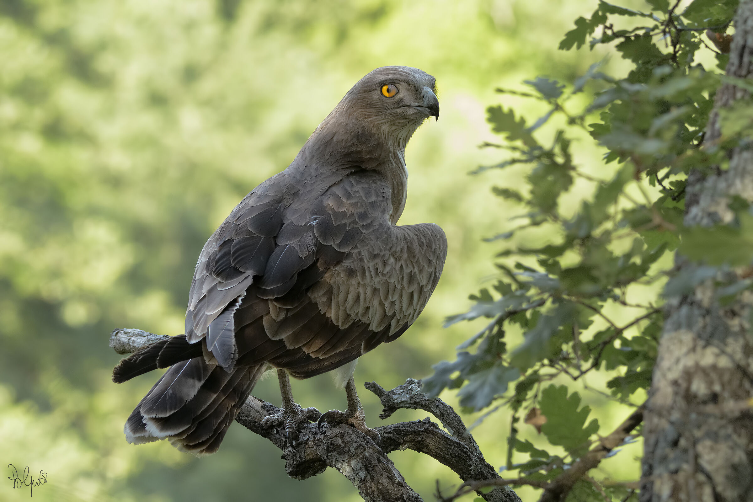 Harrier eagle