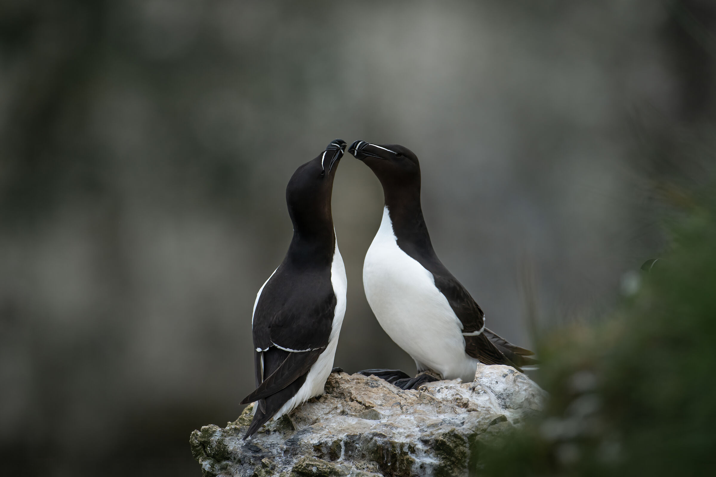 Razorbill (Moose torda)