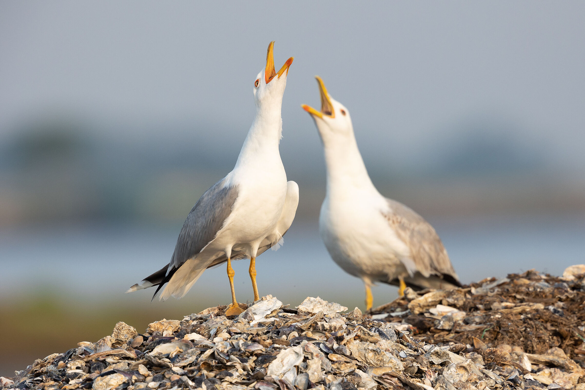 L'urlo ( gabbiano reale )