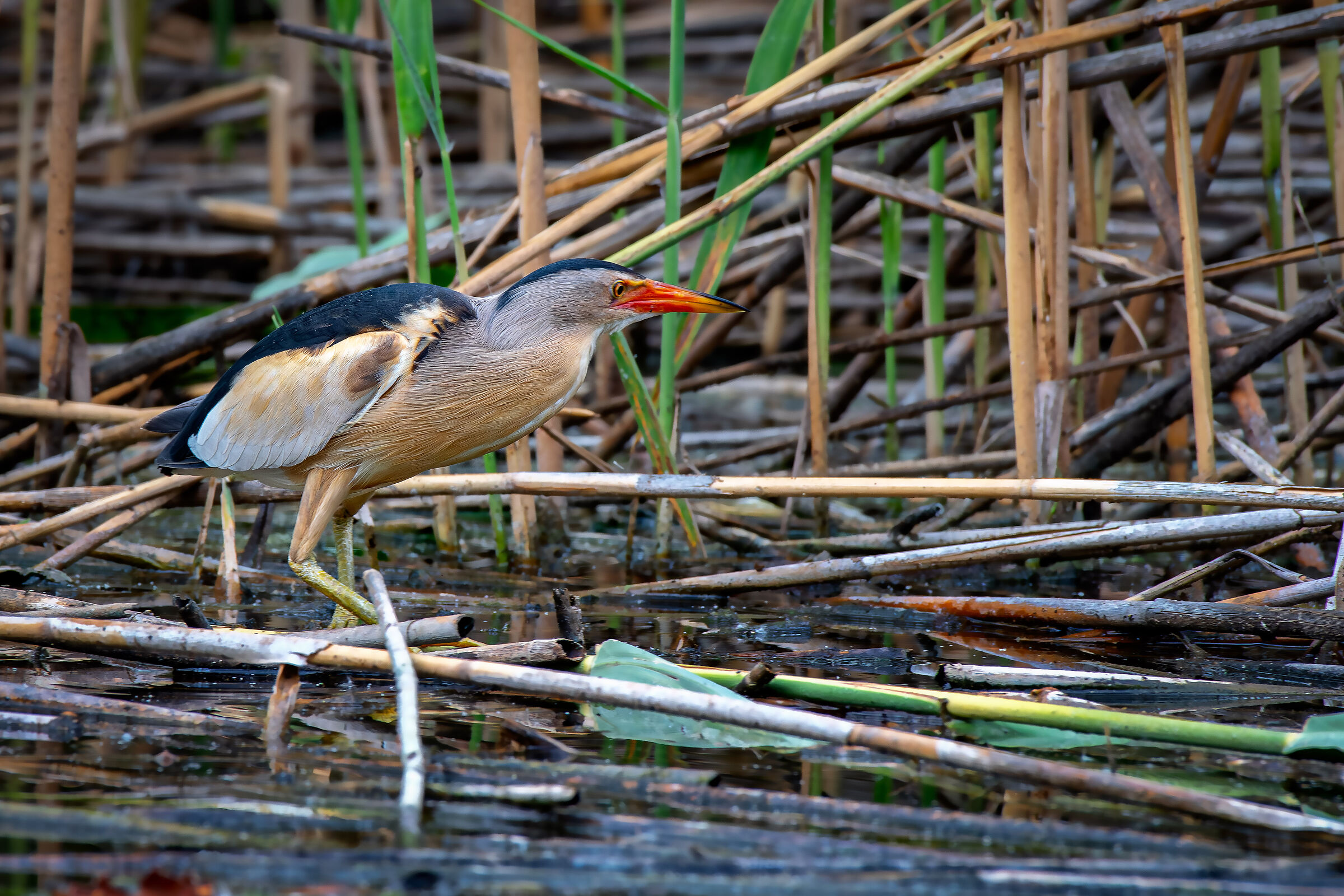 Little bittern