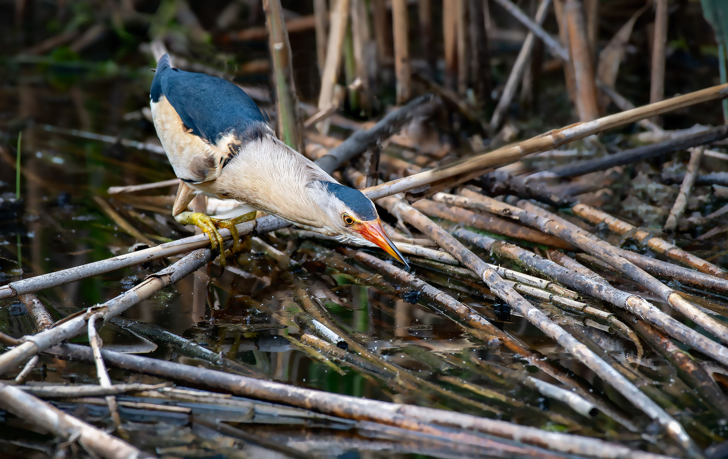 Little bittern