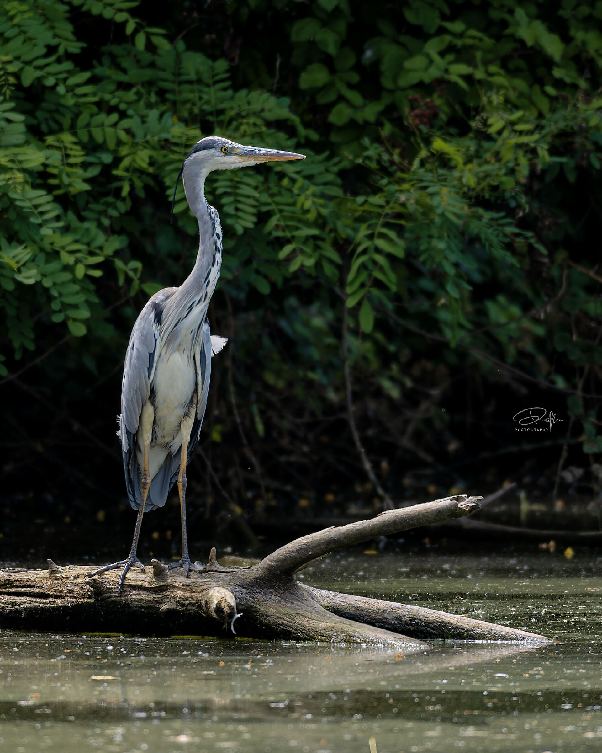 Grey heron