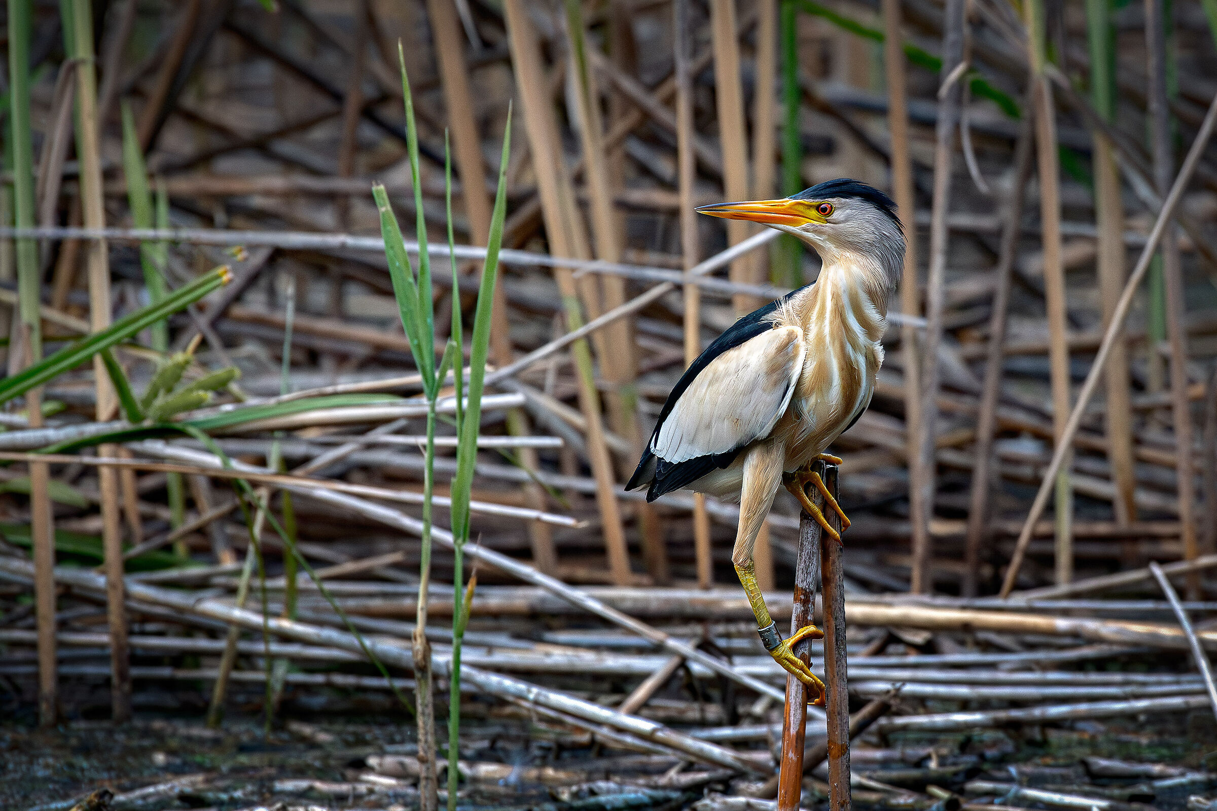 Little bittern