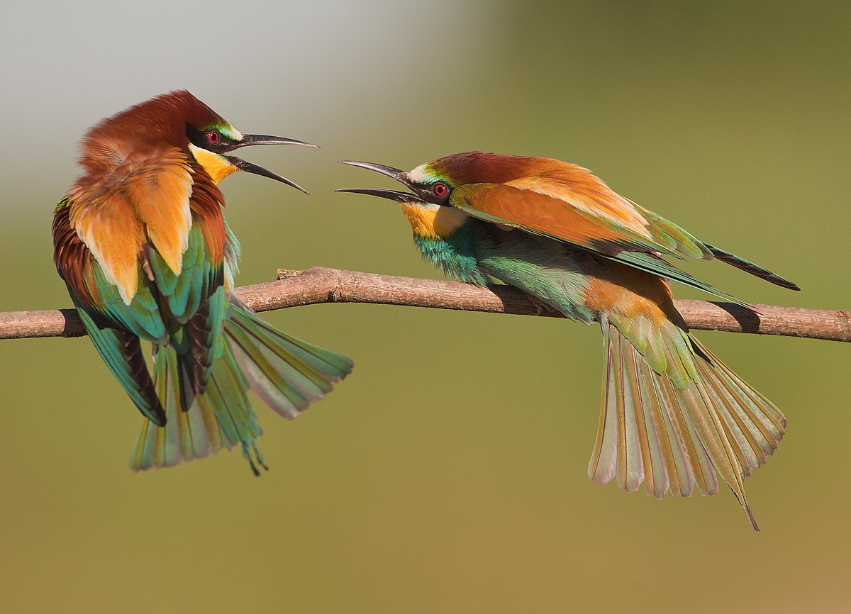 merops apiaster....