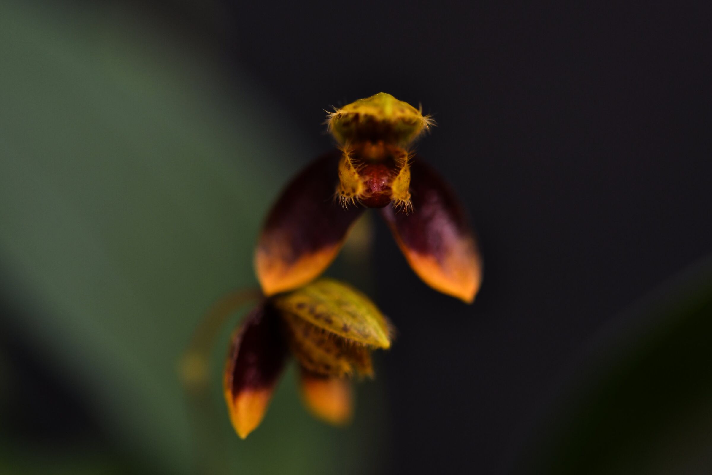 Bulbophyllum catenulatum