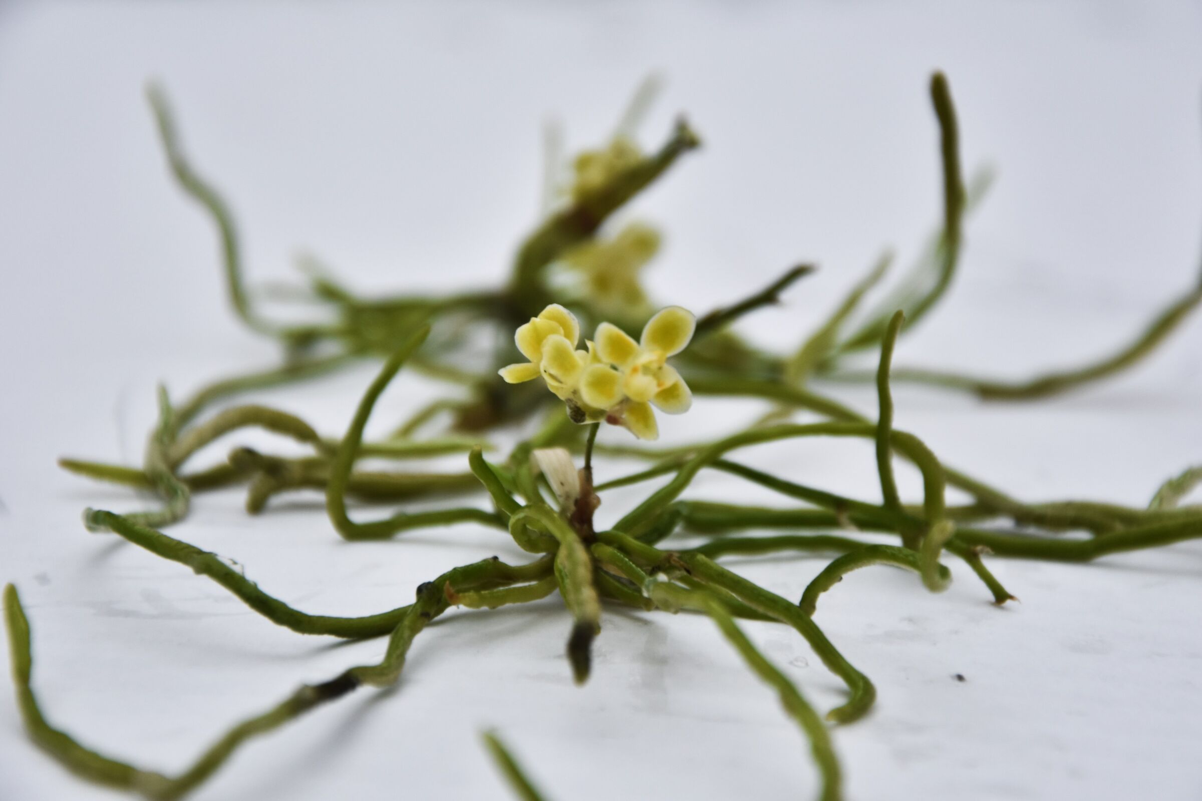 Chiloschista viridiflava