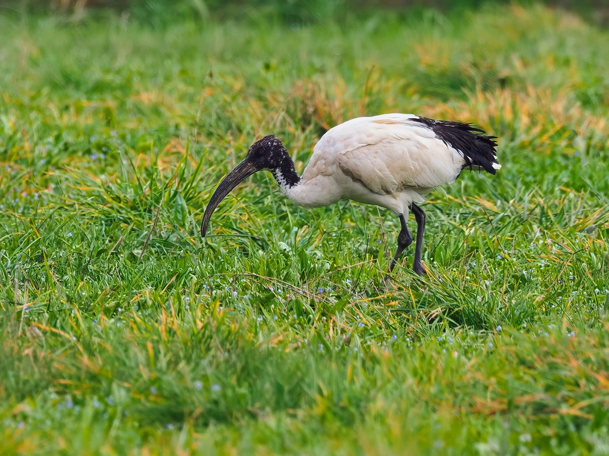 Sacred ibis