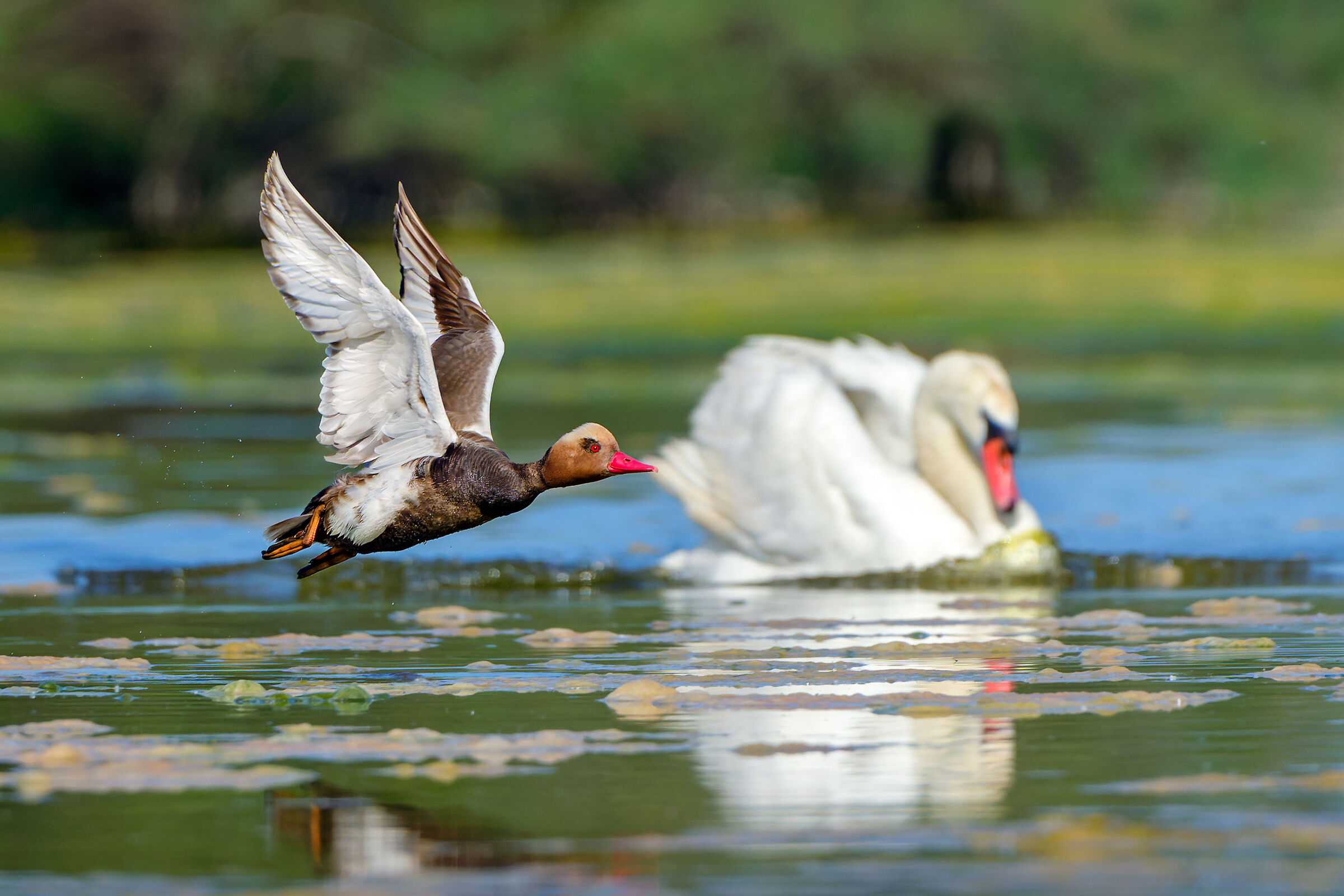 The fistione and the swan