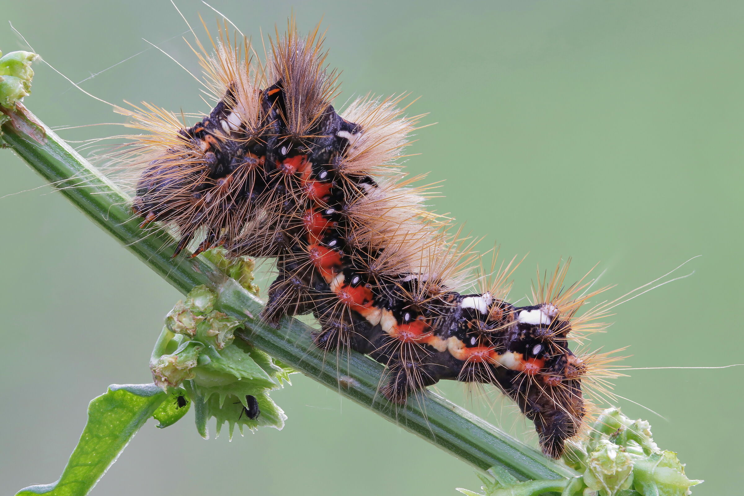Acronicta rumicis