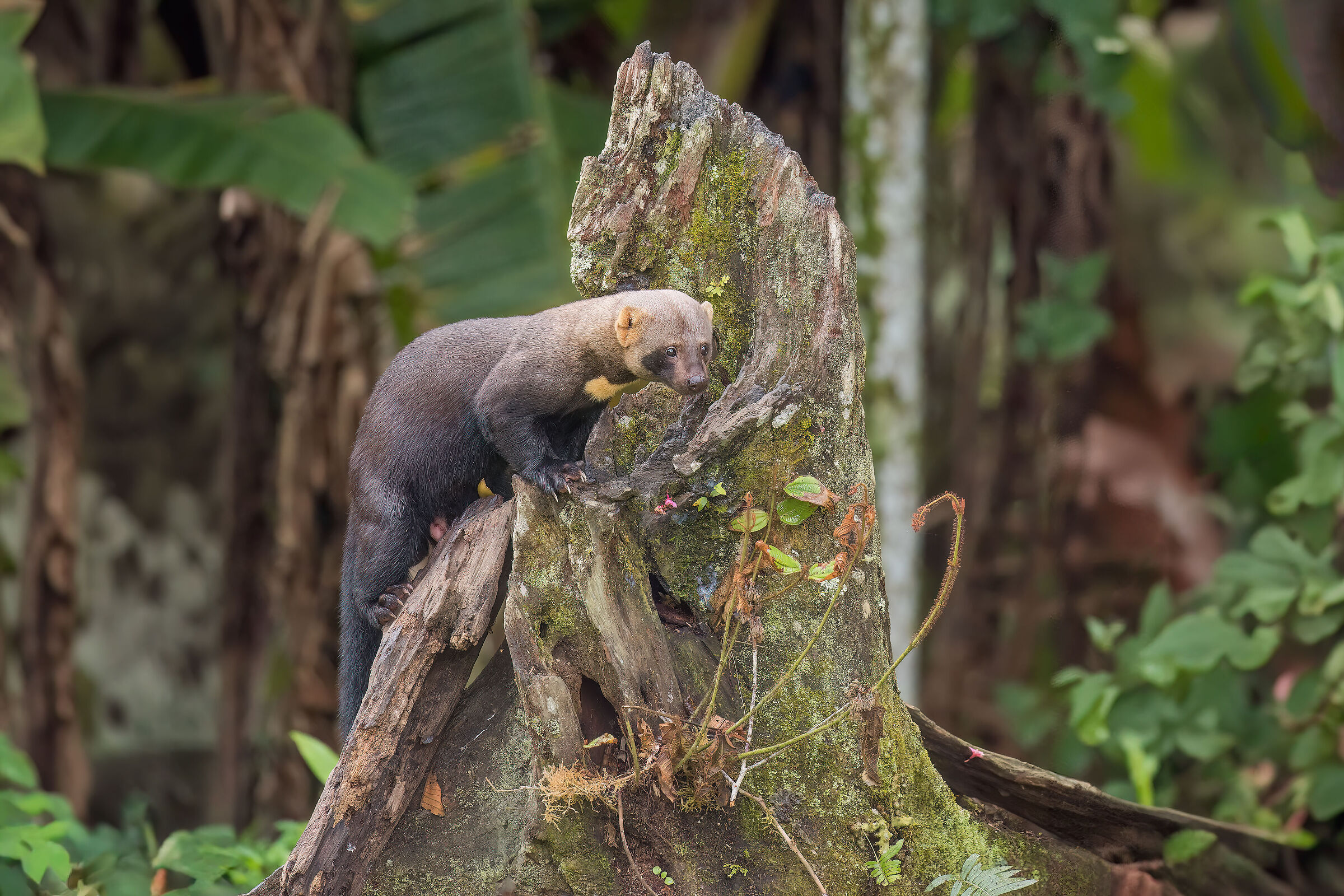 Tayra (Eira barbara)