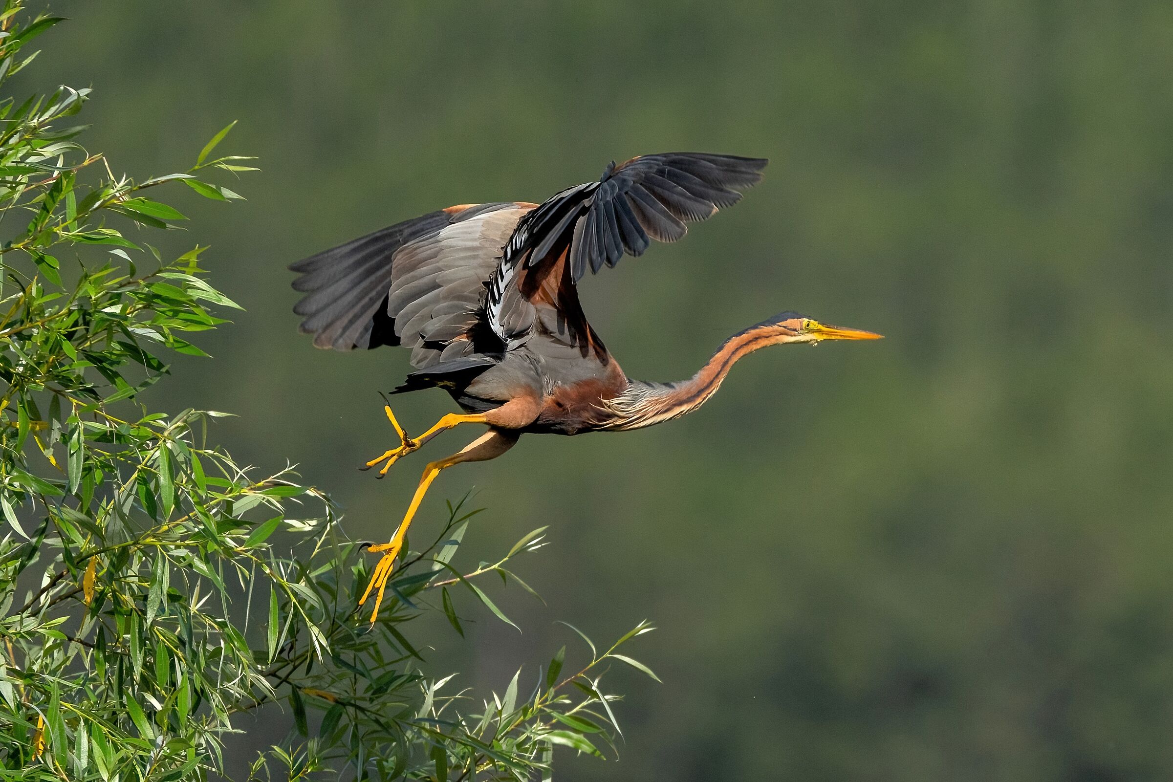 Purple Heron (Ardea purpurea)