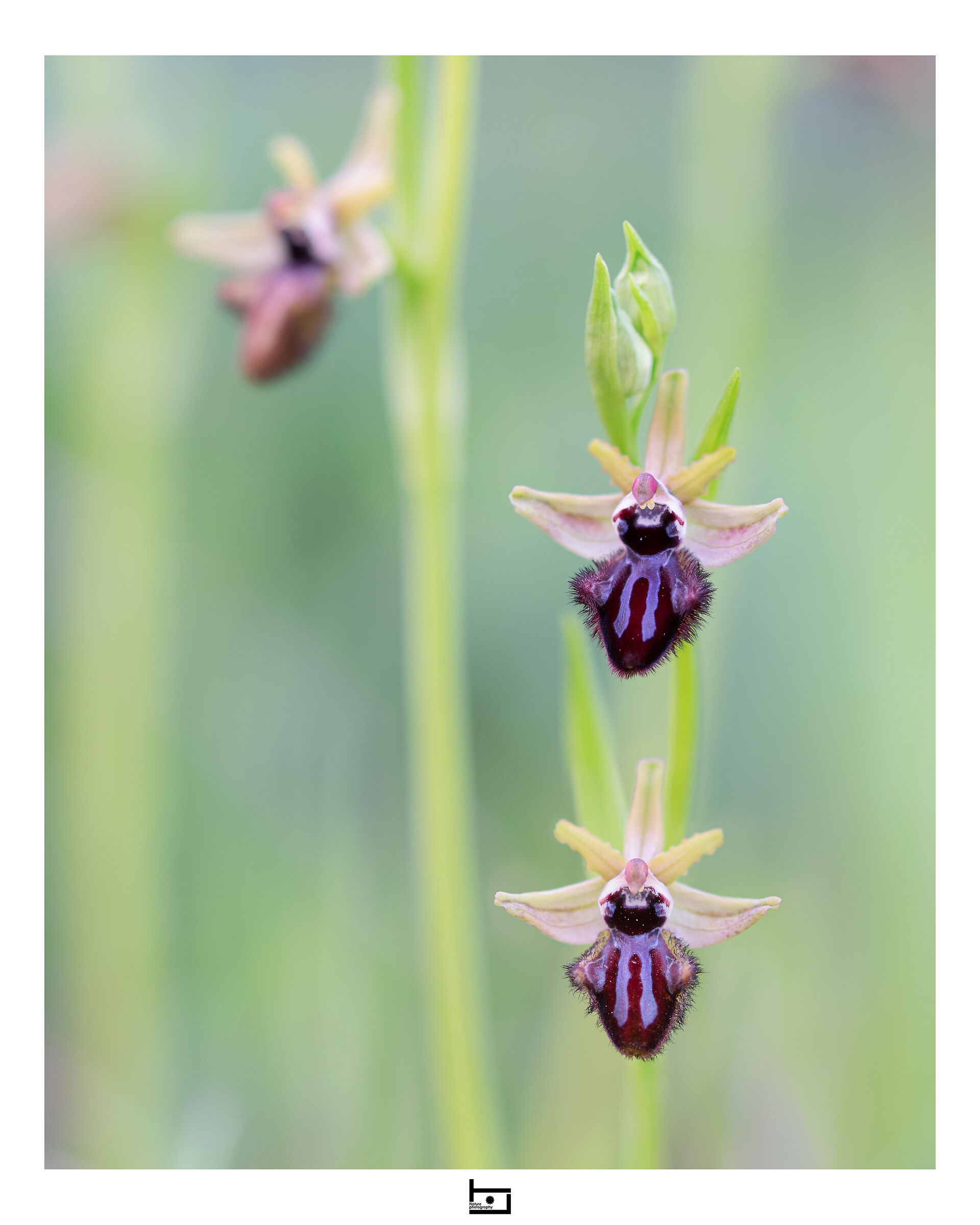 archetype15/model=?:Ophrys-incubacea: