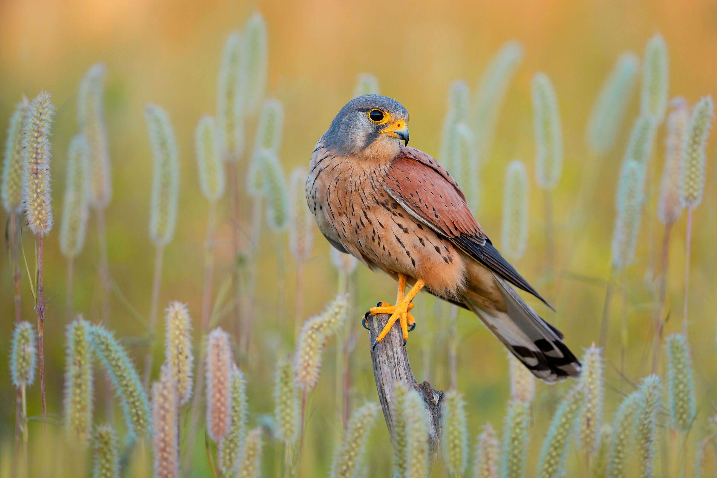 kestrel