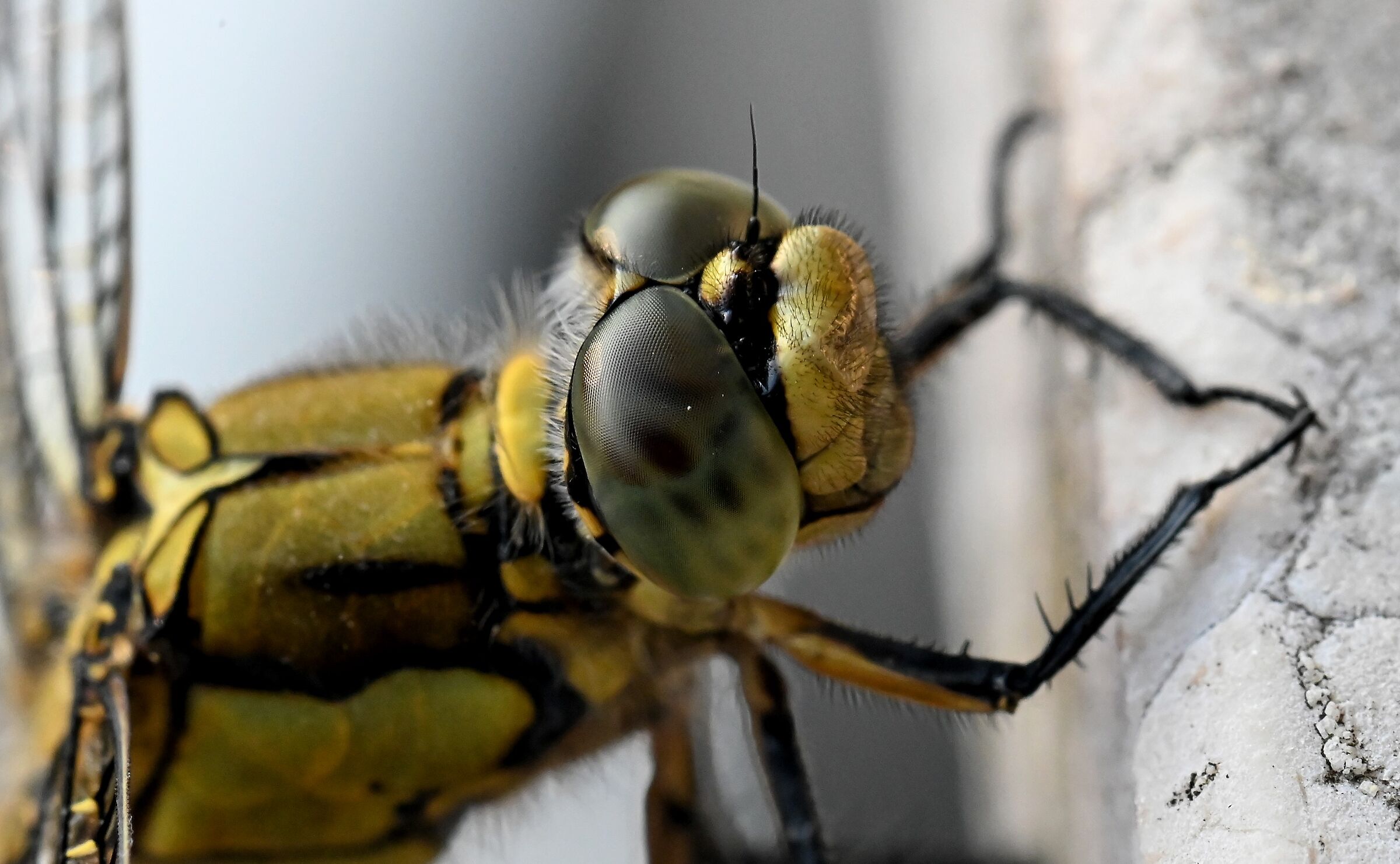 Libellula
