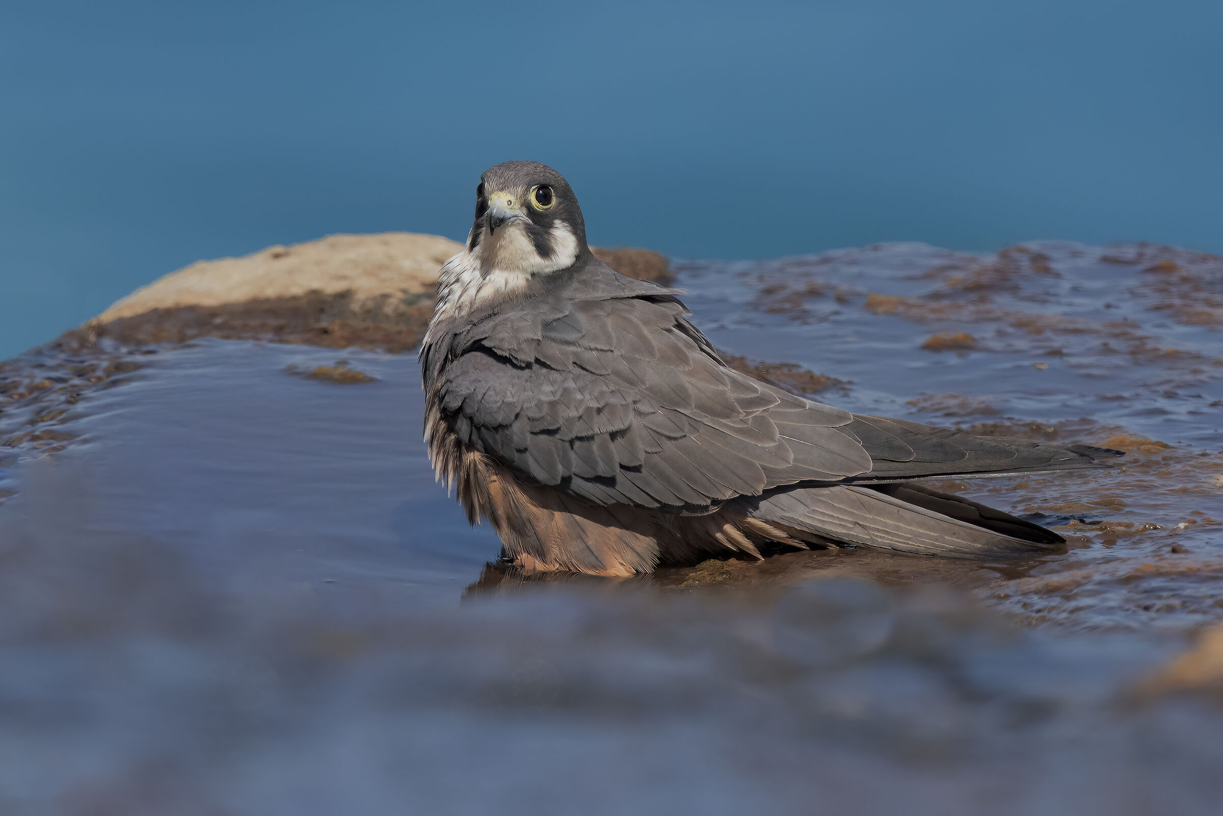 maschio di falco della regina