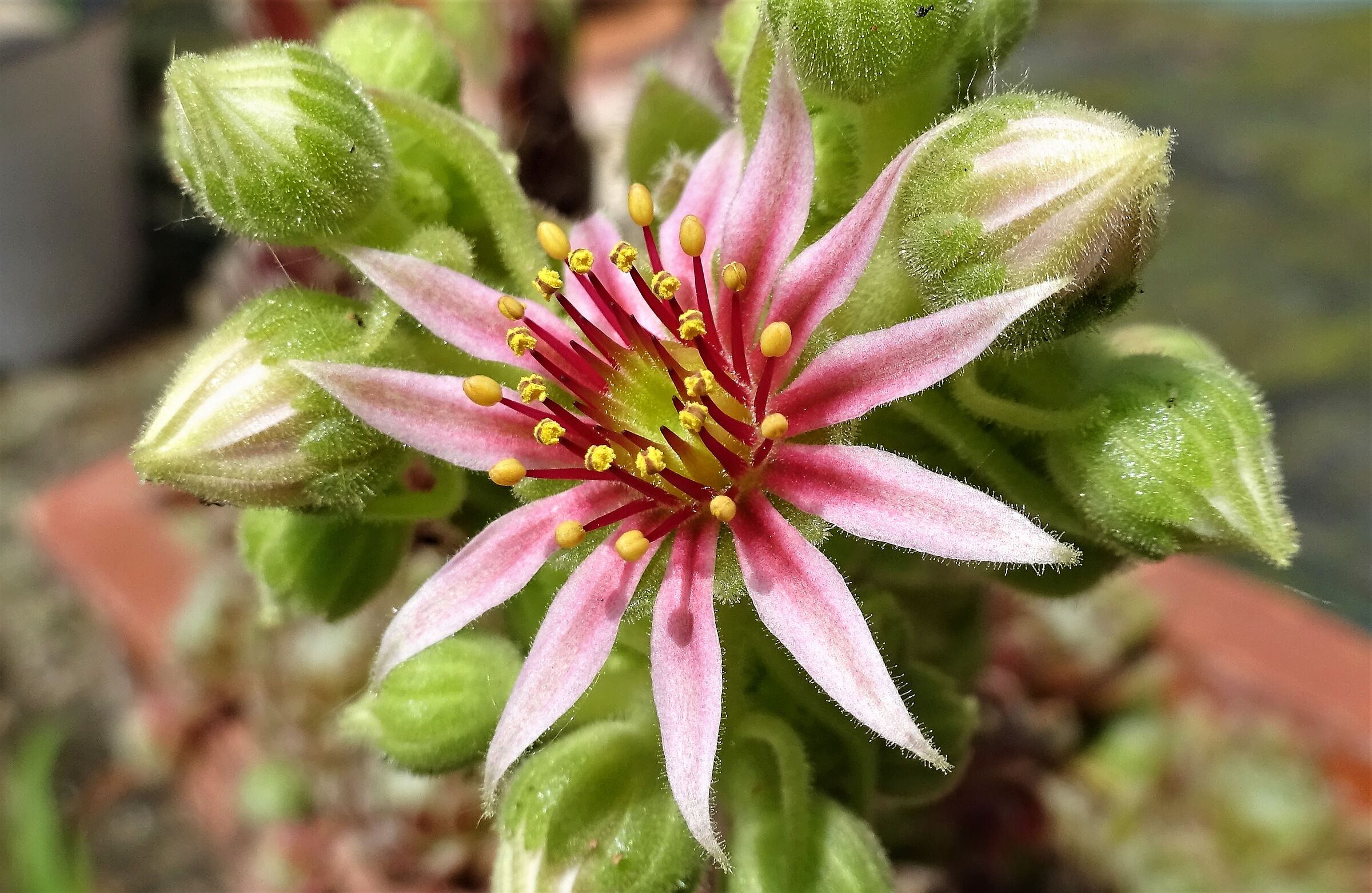 Flower of everlive