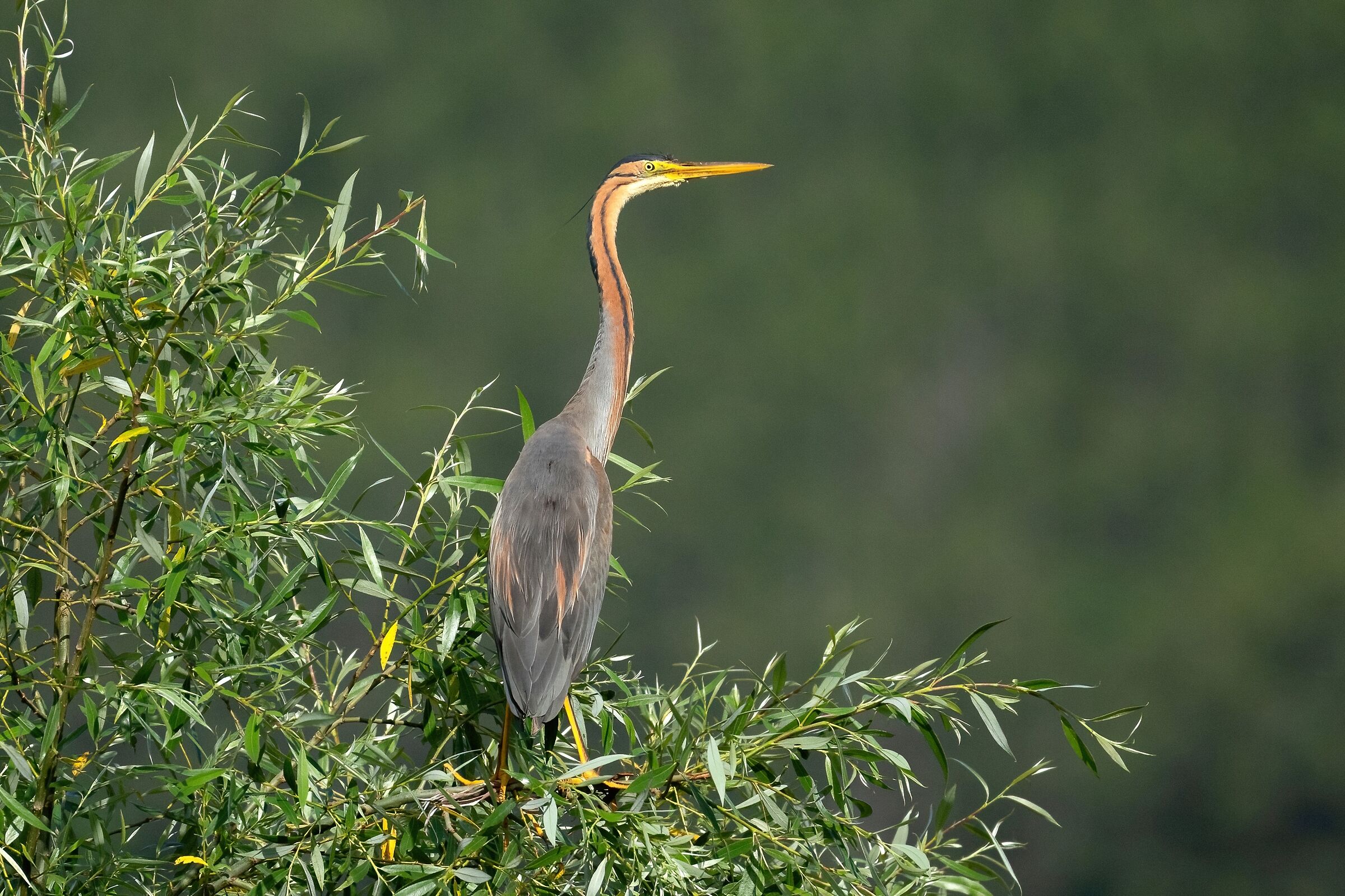 Purple Heron (Ardea purpurea)